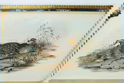 John Gould's A Monograph of the Odontophorinae, or Partridges of America - First Edition