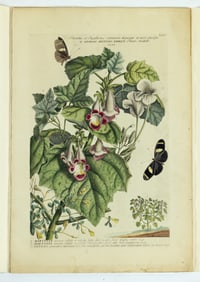 George Ehret's Plantae et papiliones rariores depictae et aeri incisae - First Edition