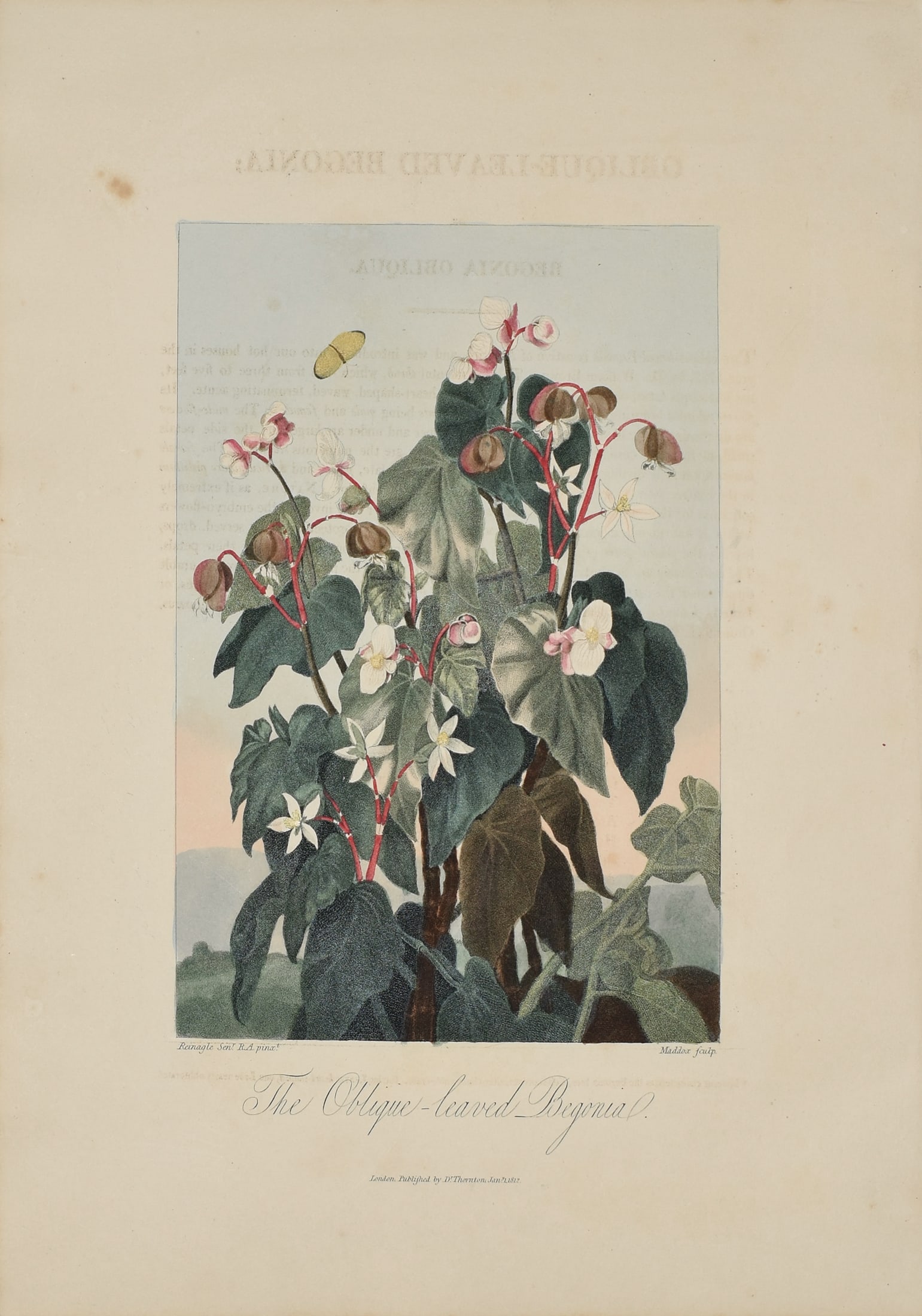 Thornton Aquatint Folio, Oblique Leaved Begonia (1 of 1)