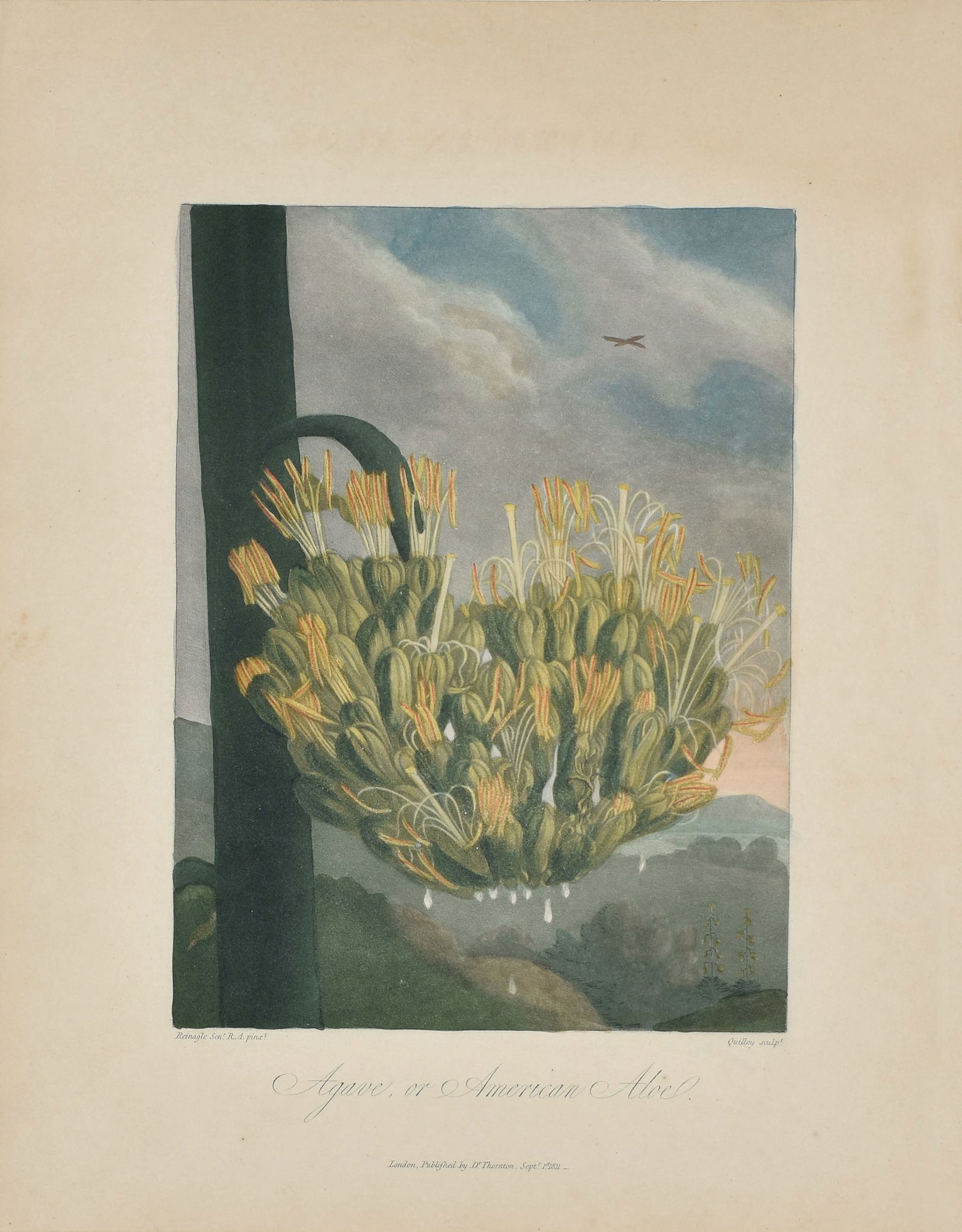 Thornton Engraving Quarto, Agave or American Aloe (1 of 1)
