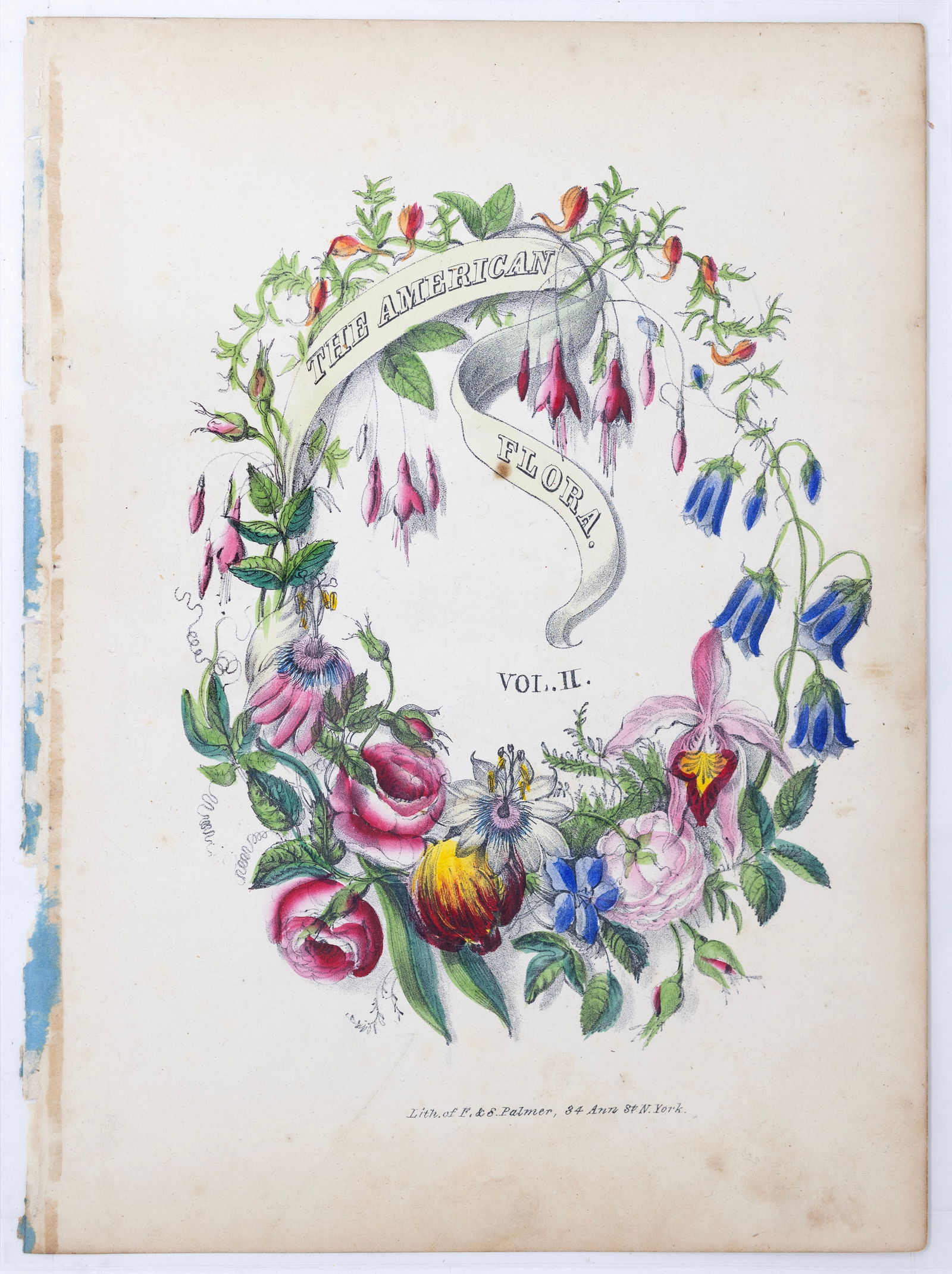 Dr. Asa Strong Lithograph from The American Flora - Title page: Dr. STRONG, Asa. B. (19th Century). Title page. Lithograph with original hand color. From The American Flora, or History of Plants and Wild Flowers... New York: Green & Spencer, 1851. Approximately 9