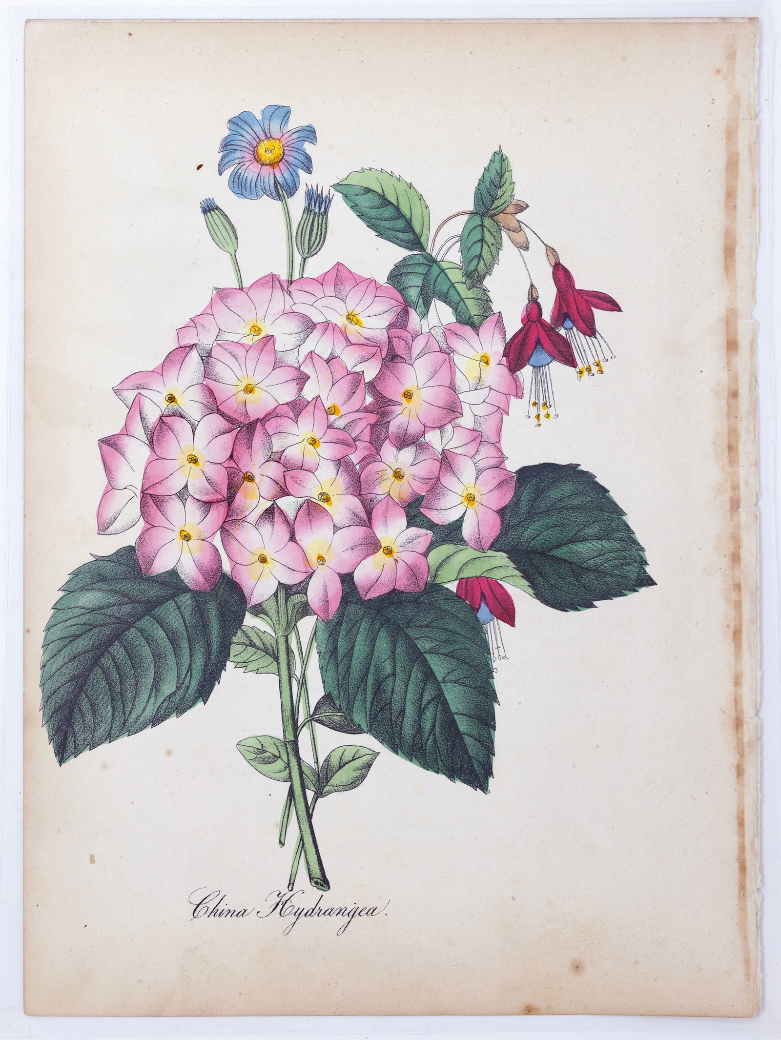 Dr. Asa Strong Lithograph from The American Flora - China Hydrangea (1 of 1)