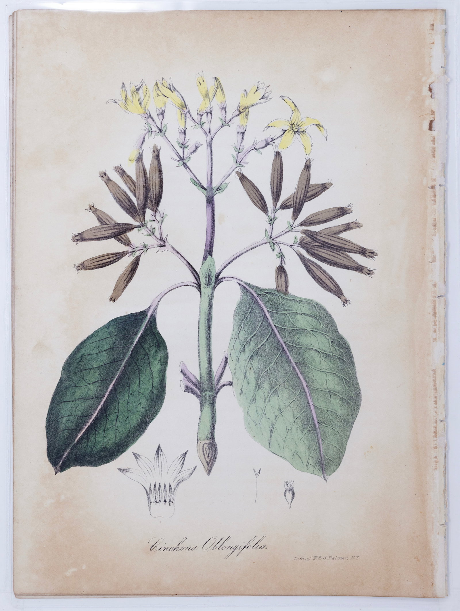 Dr. Asa Strong Lithograph from The American Flora - Cinchona Oblongifolia (Ladenbergia oblongifolia): Dr. STRONG, Asa. B. (19th Century). Cinchona Oblongifolia (Ladenbergia oblongifolia). Lithograph with original hand color. From The American Flora, or History of Plants and Wild Flowers... New York: G