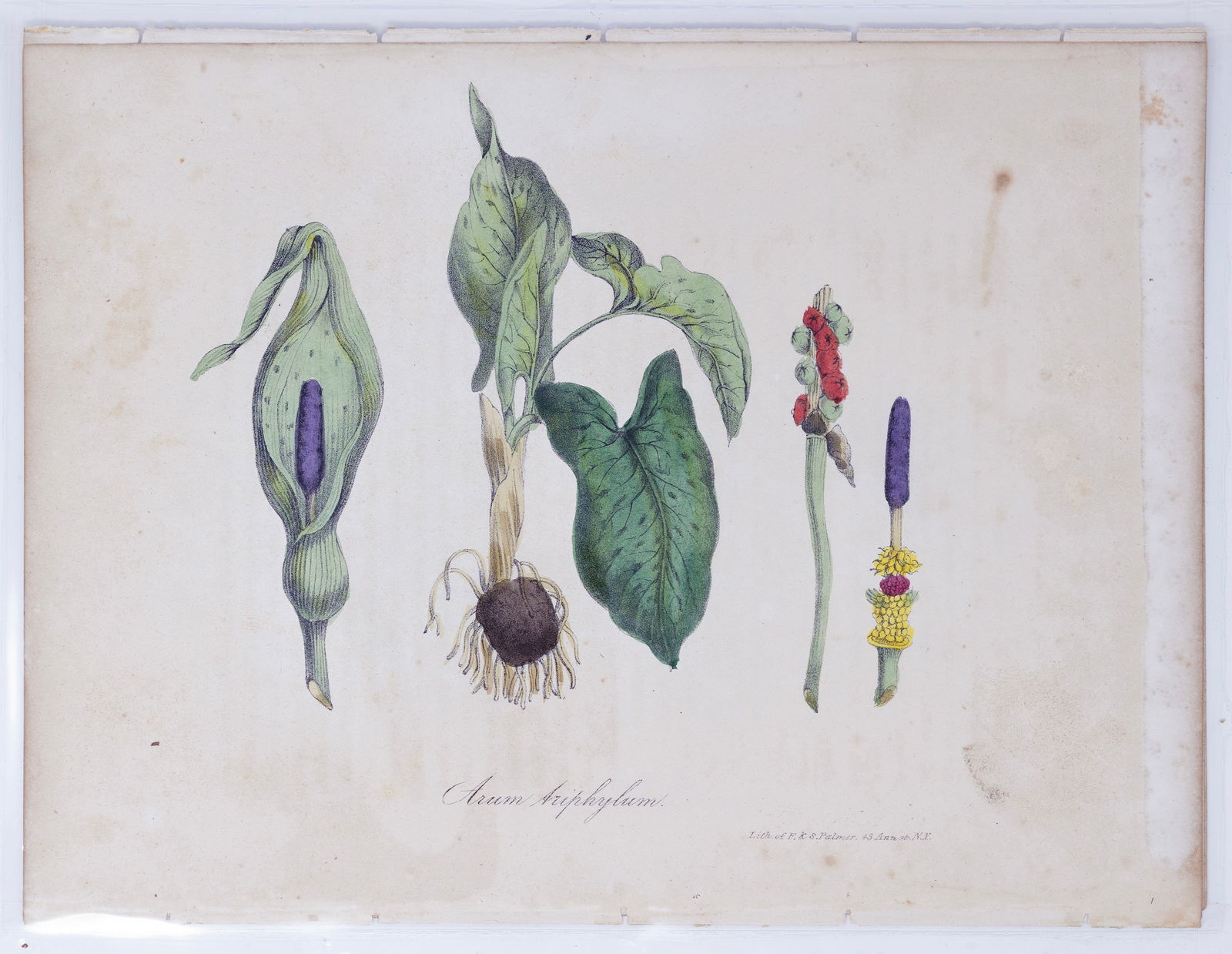 Dr. Asa Strong Lithograph from The American Flora - Arum Ariphylum (Jack-in-the-pulpit) (1 of 1)