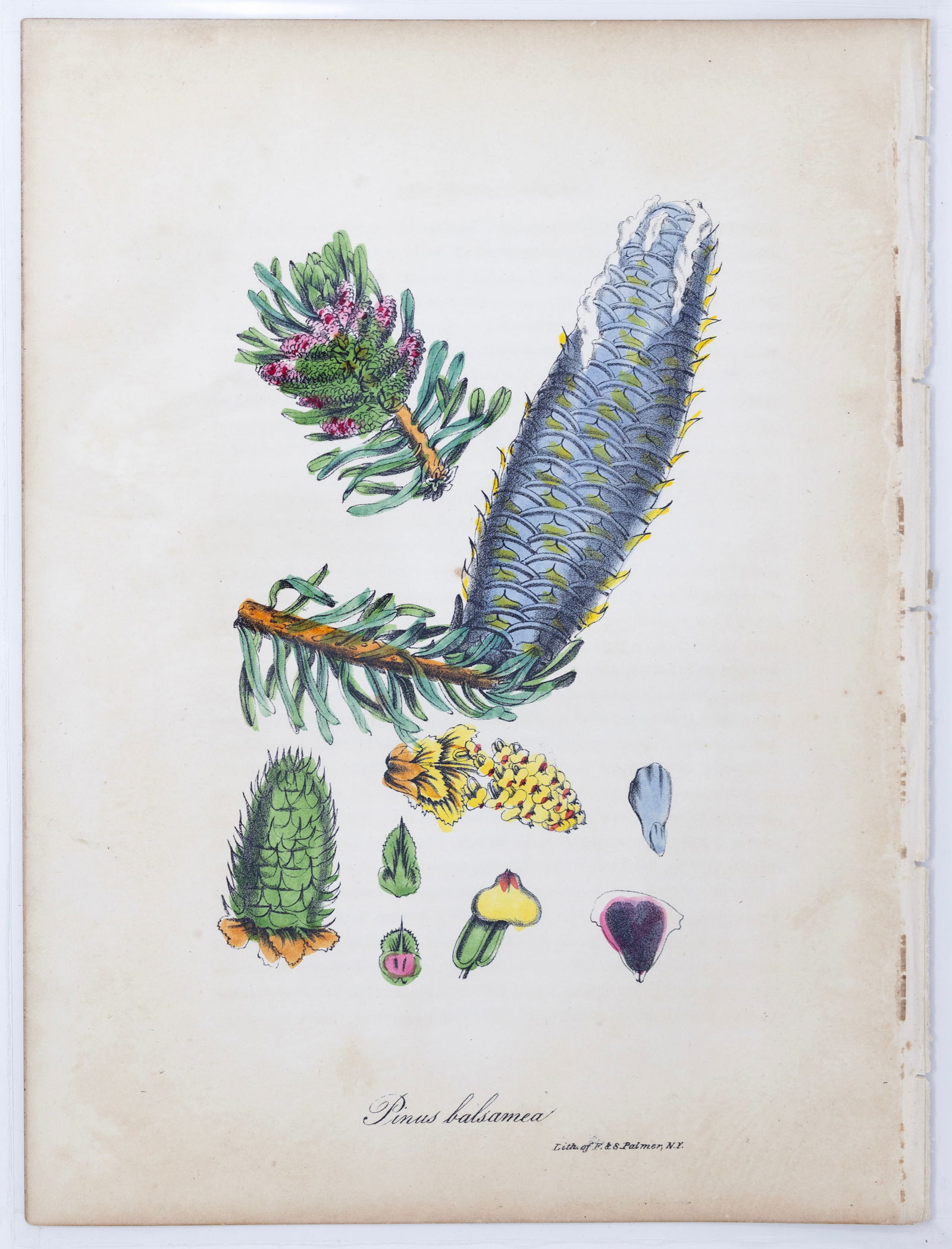Dr. Asa Strong Lithograph from The American Flora - Pinus balsamea (Balsam fir) (1 of 1)