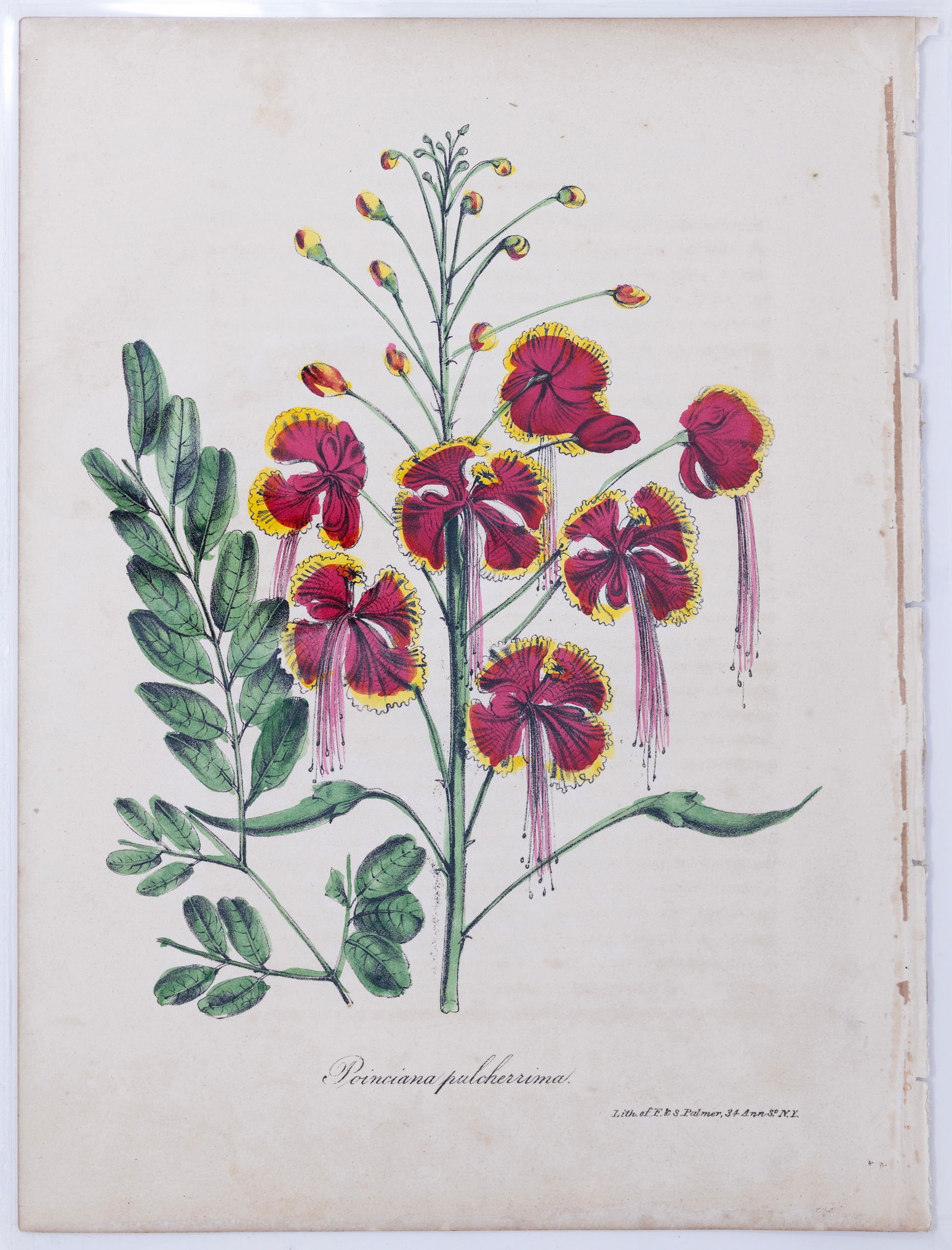Dr. Asa Strong Lithograph from The American Flora - Poinciana pulcherrima (Mexican bird of paradise) (1 of 1)