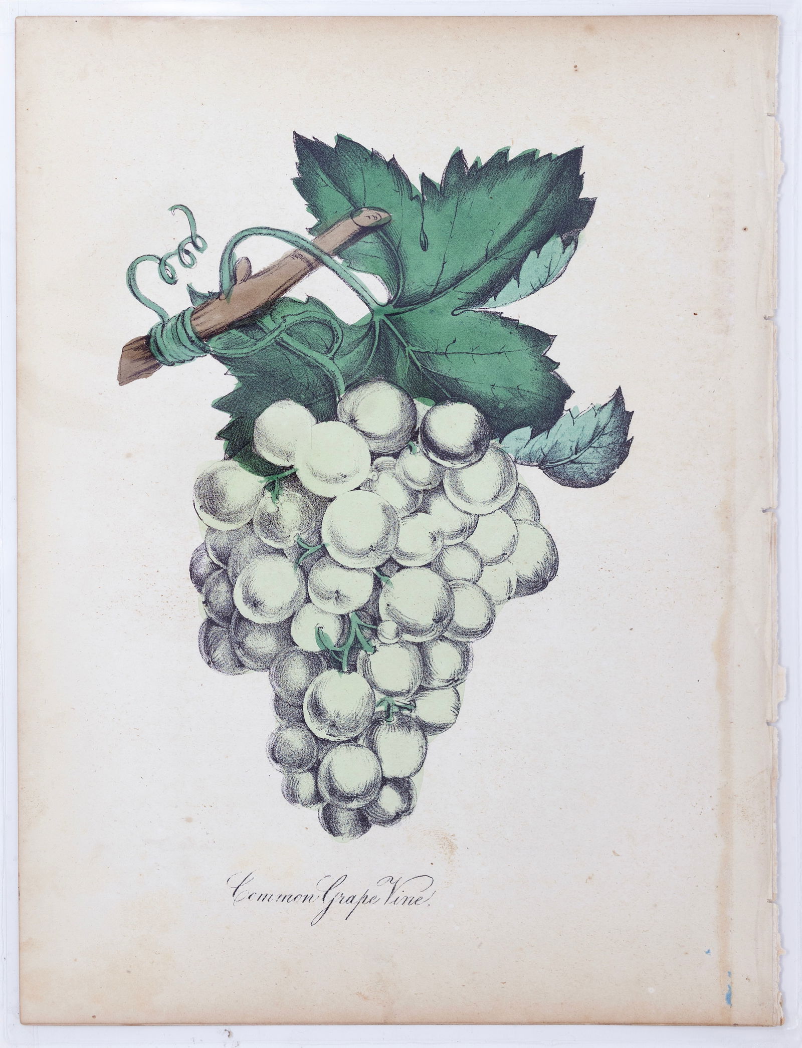 Dr. Asa Strong Lithograph from The American Flora - Common Grape Vine (1 of 1)