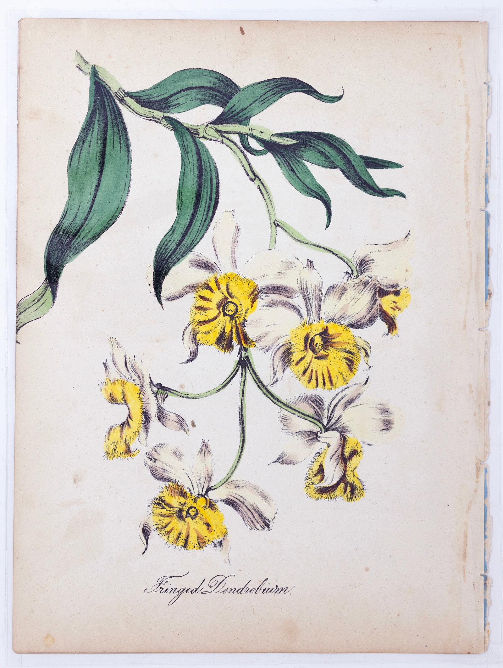 Dr. Asa Strong Lithograph from The American Flora - Fringed Dendrobium (Fringed tree orchid): Dr. STRONG, Asa. B. (19th Century). Fringed Dendrobium (Fringed tree orchid). Lithograph with original hand color. From The American Flora, or History of Plants and Wild Flowers... New York: Green & S
