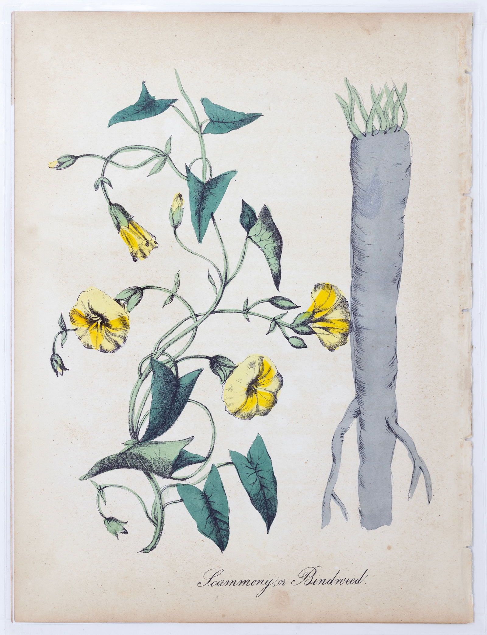 Dr. Asa Strong Lithograph from The American Flora - Scammony, or Bindweed (1 of 1)