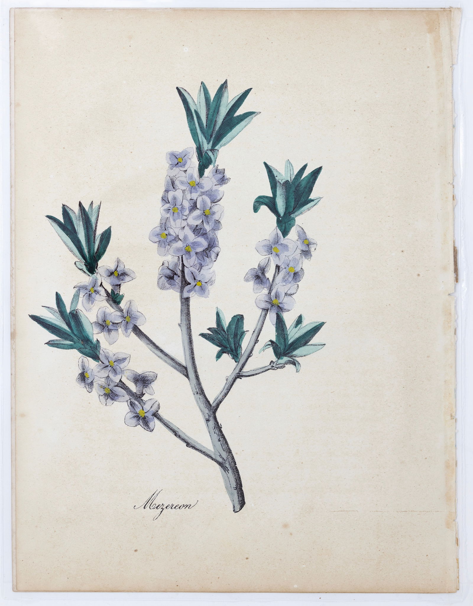 Dr. Asa Strong Lithograph from The American Flora - Mezereon (February daphne): Dr. STRONG, Asa. B. (19th Century). Mezereon (February daphne). Lithograph with original hand color. From The American Flora, or History of Plants and Wild Flowers... New York: Green & Spencer, 1851.
