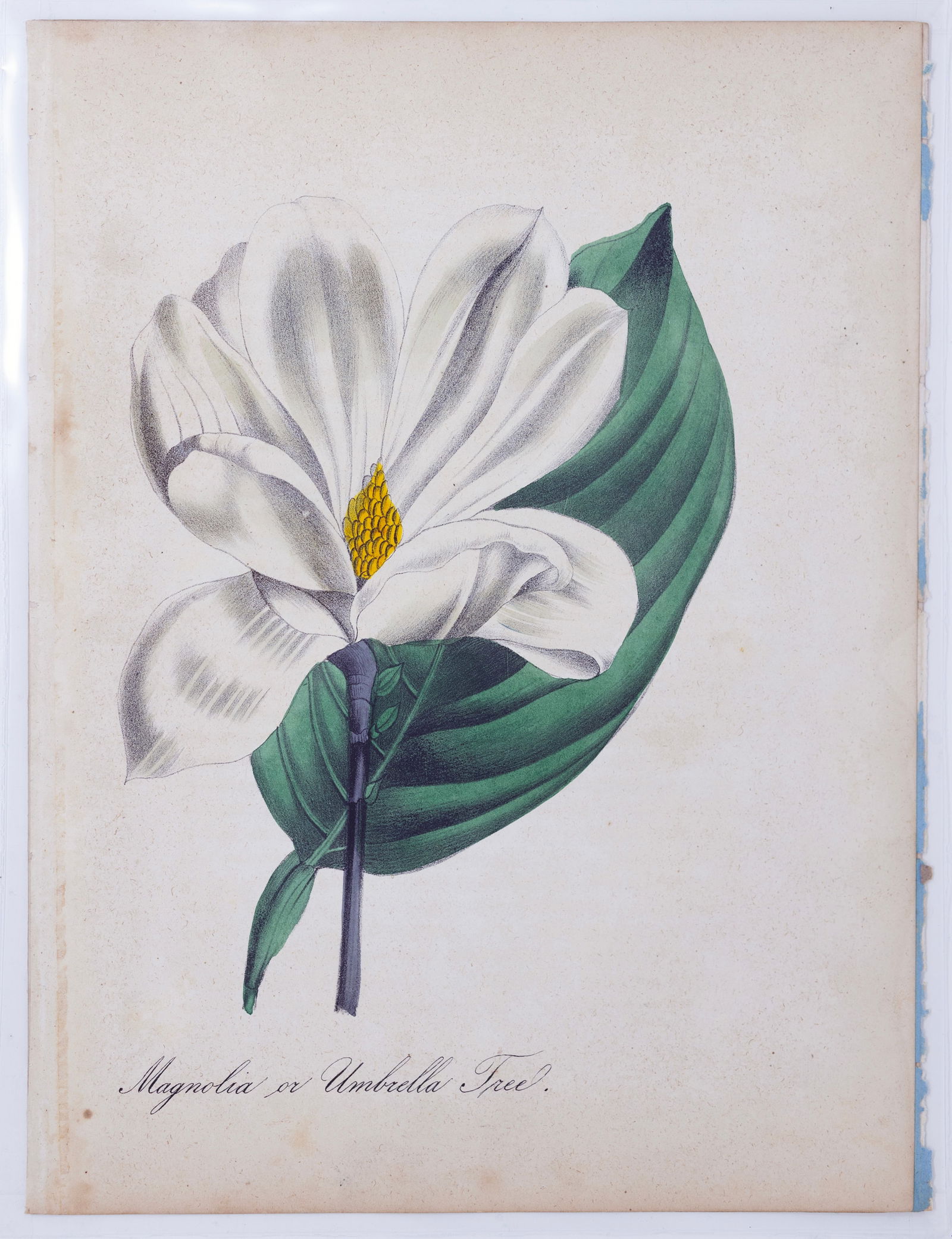 Dr. Asa Strong Lithograph from The American Flora - Magnolia or Umbrella Tree (1 of 1)