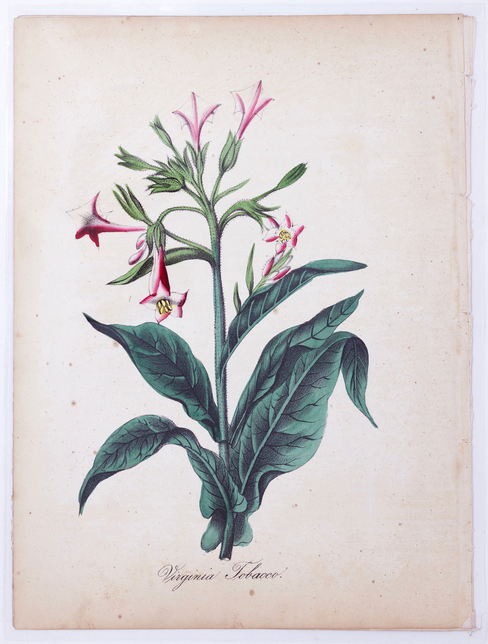 Dr. Asa Strong Lithograph from The American Flora - Virginia Tobacco (1 of 1)