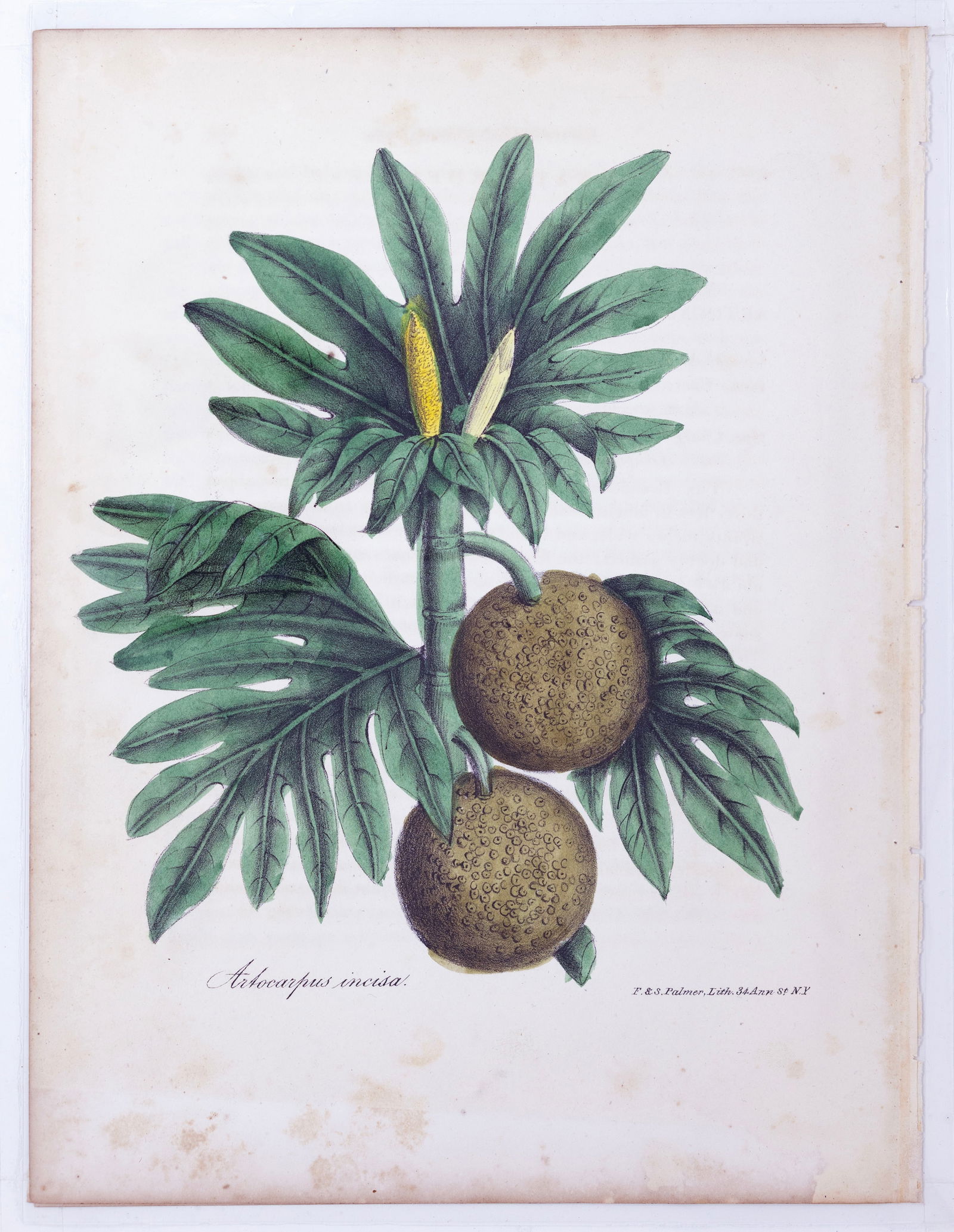 Dr. Asa Strong Lithograph from The American Flora - Artocarpus incisa (Breadfruit). (1 of 1)