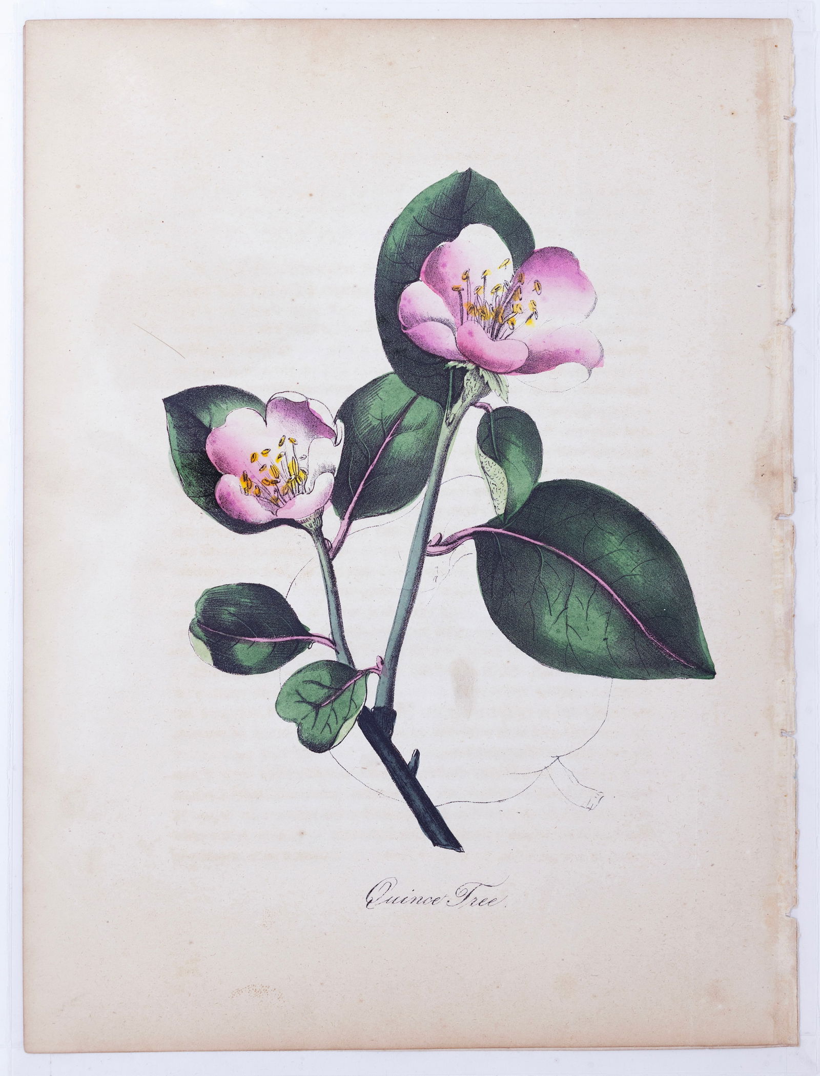 Dr. Asa Strong Lithograph from The American Flora - Quince Tree (1 of 1)