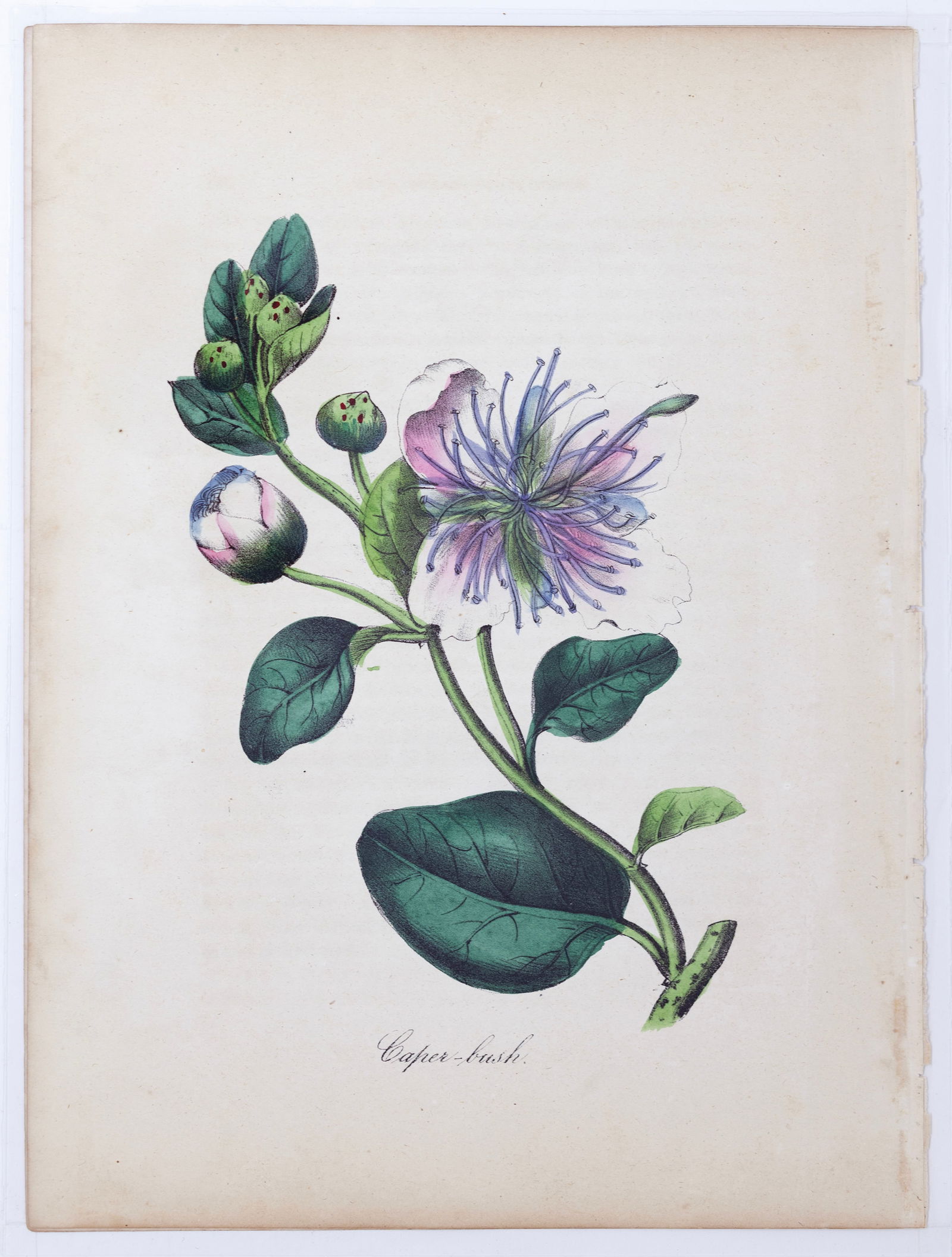 Dr. Asa Strong Lithograph from The American Flora - Caper-bush (1 of 1)