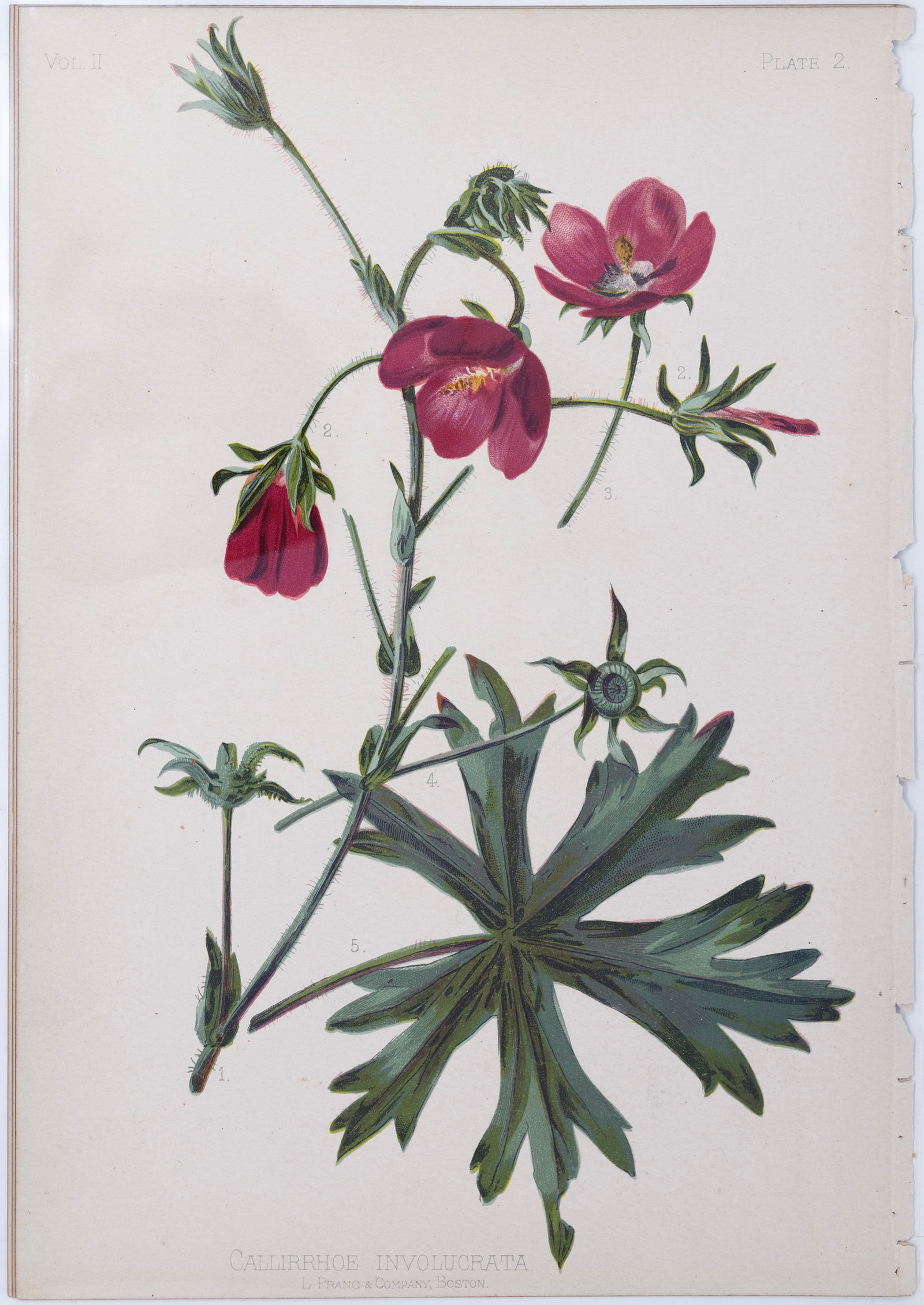 Thomas Meehan Chromolithograph - Callirhoe Involucrata (Winecup): MEEHAN, Thomas (19th Century). Callirhoe Involucrata (Winecup), Plate 2. Chromolithograph. From the Native Flowers and Ferns of the United States... Boston: L. Prang and Company, 1880. Approximately 1