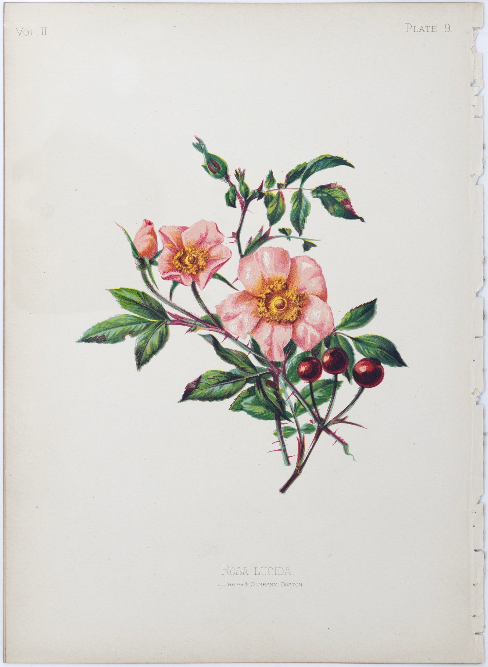 Thomas Meehan Chromolithograph - Rosa Lucida (Virginia rose) (1 of 1)