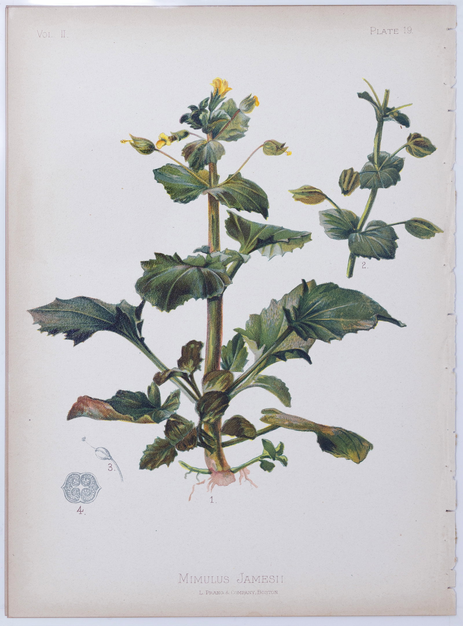 Thomas Meehan Chromolithograph - Mimulus Jamesii (James' monkey-flower): MEEHAN, Thomas (19th Century). Mimulus Jamesii (James' monkey-flower), Plate 19. Chromolithograph. From the Native Flowers and Ferns of the United States... Boston: L. Prang and Company, 1880. Approxi