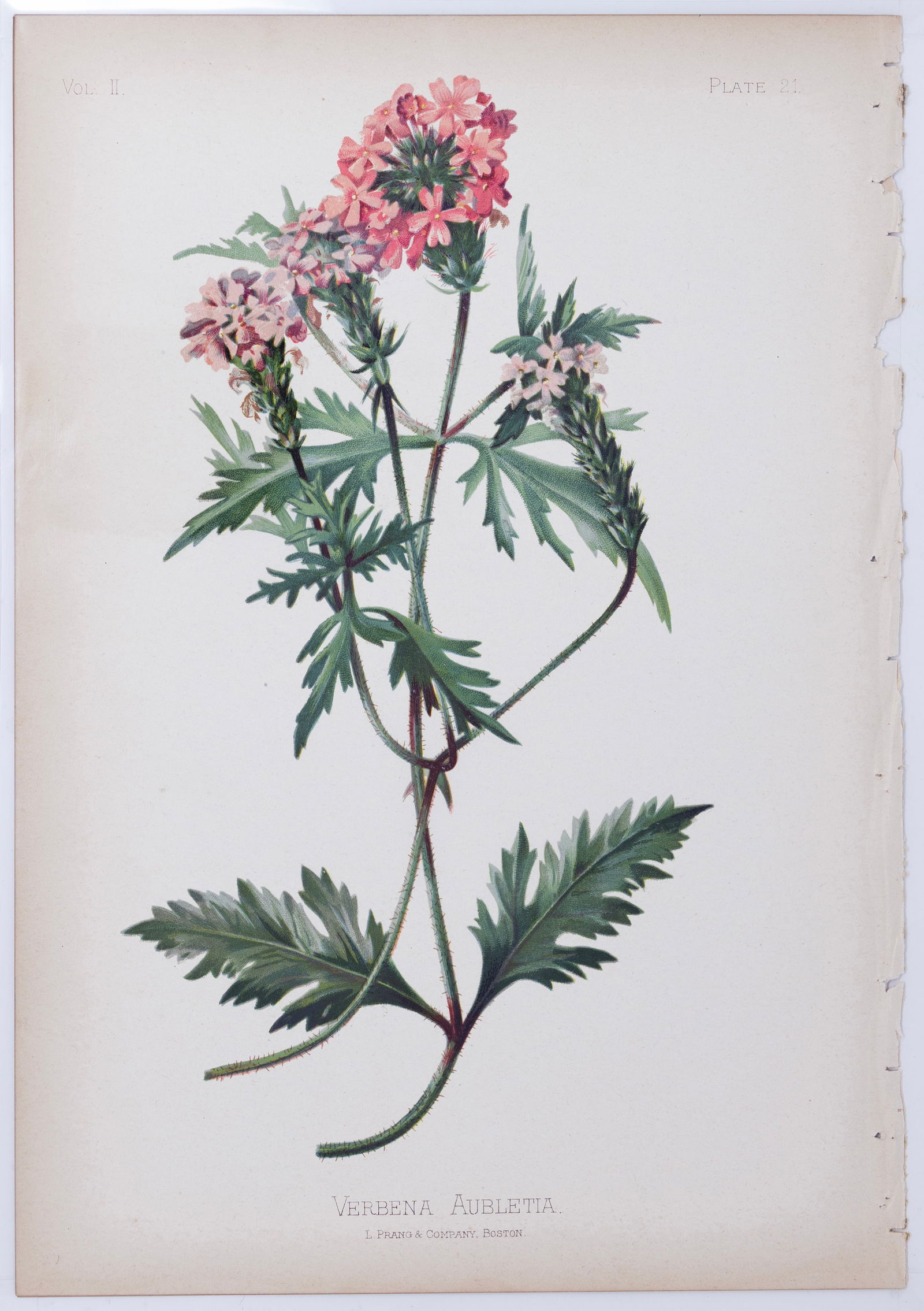 Thomas Meehan Chromolithograph - Verbena Aubletia (Verbena canadensis or Rose mock vervain): MEEHAN, Thomas (19th Century). Verbena Aubletia (Verbena canadensis or Rose mock vervain), Plate 21. Chromolithograph. From the Native Flowers and Ferns of the United States... Boston: L. Prang and Co