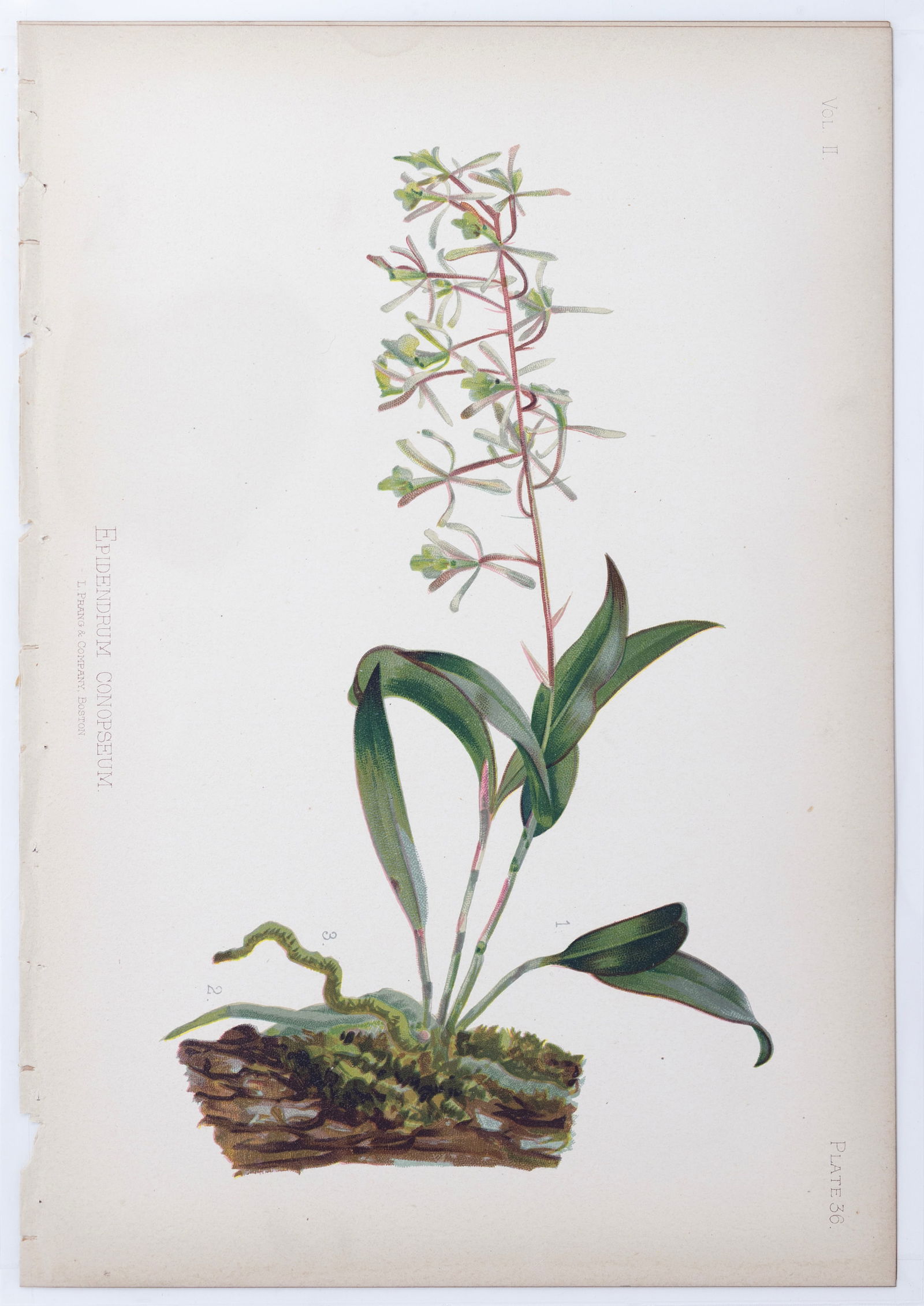 Thomas Meehan Chromolithograph - Epidendrum Conopseum (Green Fly Orchid) (1 of 1)