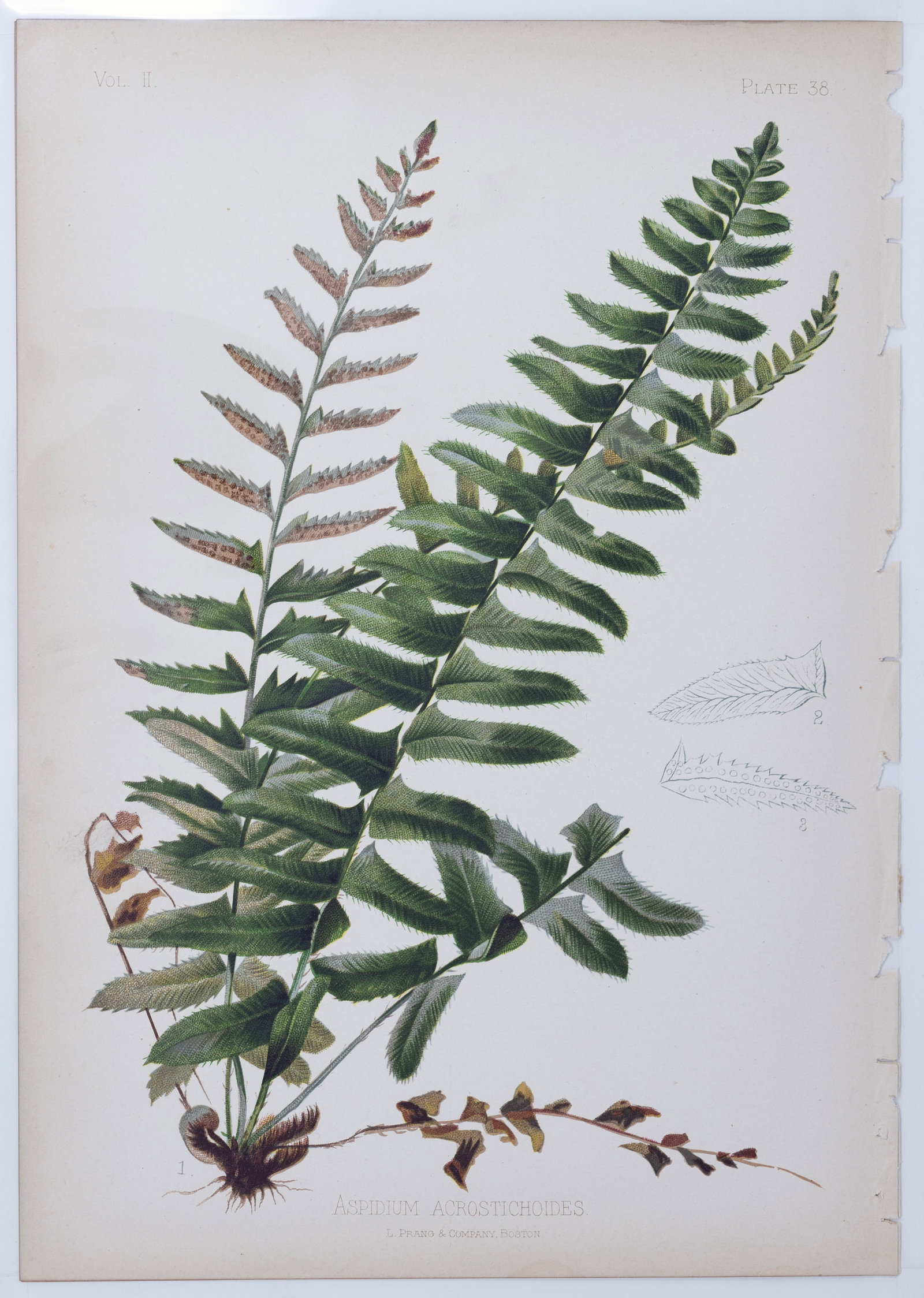 Thomas Meehan Chromolithograph - Aspidium Acrostichoides (Christmas Fern): MEEHAN, Thomas (19th Century). Aspidium Acrostichoides (Christmas Fern), Plate 38. Chromolithograph. From the Native Flowers and Ferns of the United States... Boston: L. Prang and Company, 1880. Appro
