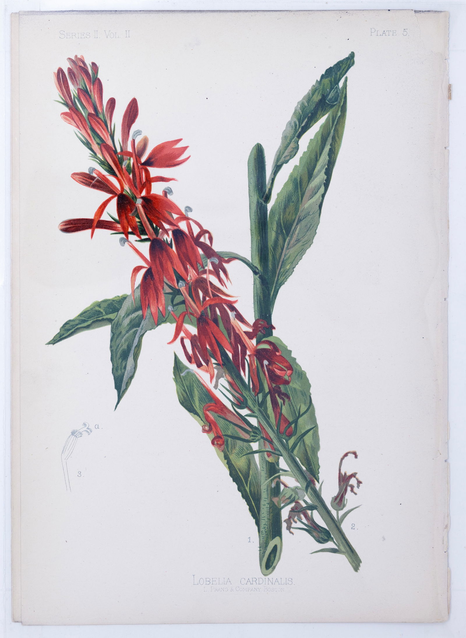 Thomas Meehan Chromolithograph - Lobelia Cardinalis (Cardinal flower) (1 of 1)