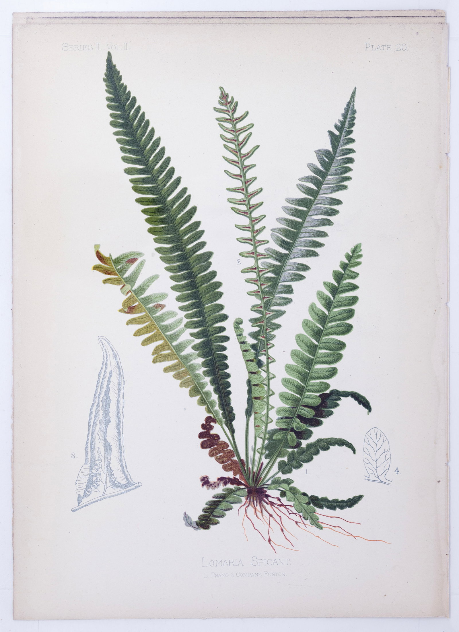 Thomas Meehan Chromolithograph - Lomaria Spicant (Deer fern): MEEHAN, Thomas (19th Century). Lomaria Spicant (Deer fern), Plate 20. Chromolithograph. From the Native Flowers and Ferns of the United States...Volume II, Series II. Philadelphia: Chas. Robson & Co, 