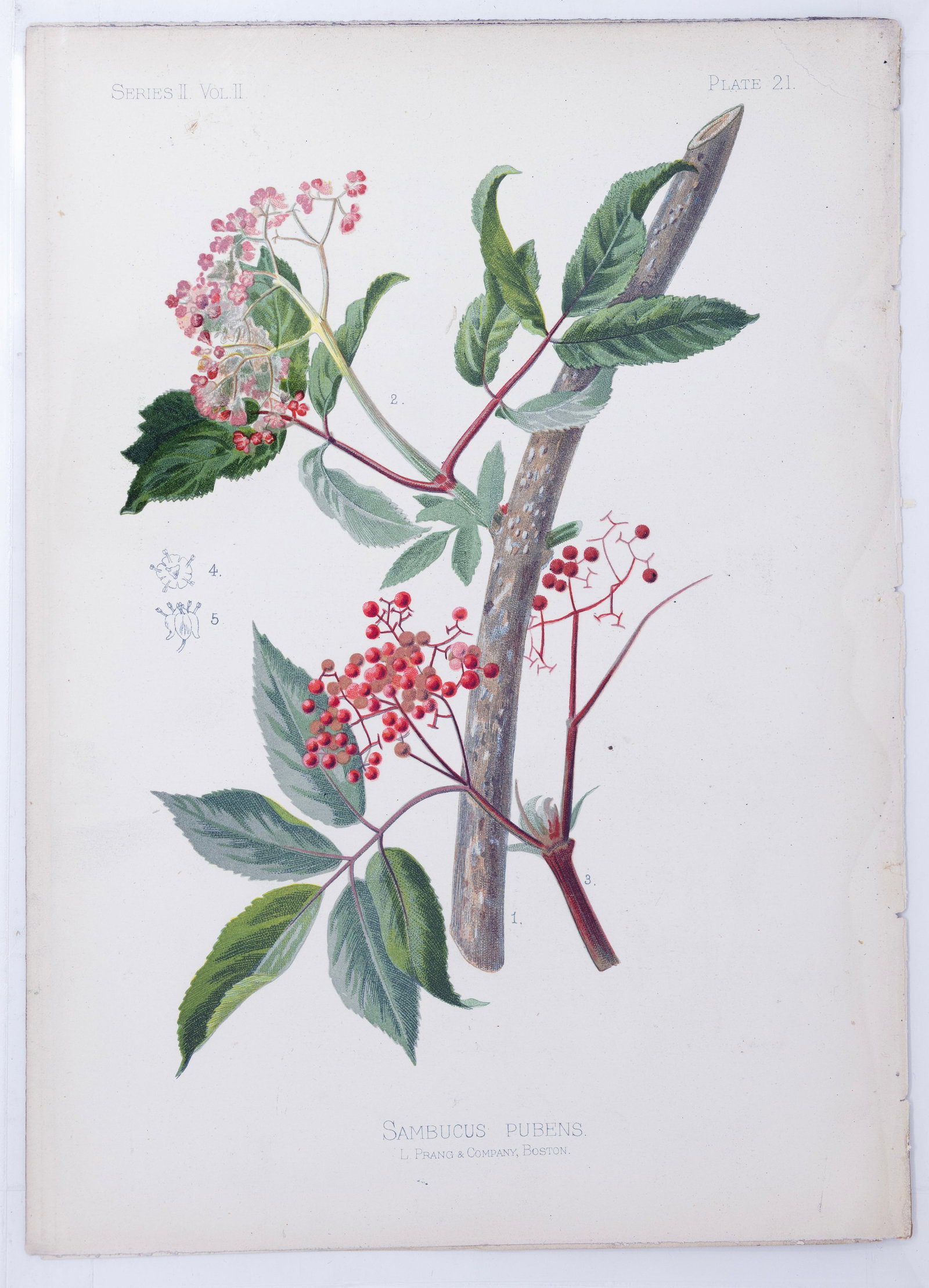 Thomas Meehan Chromolithograph - Sambucus Pubens (American red elder): MEEHAN, Thomas (19th Century). Sambucus Pubens (American red elder), Plate 21. Chromolithograph. From the Native Flowers and Ferns of the United States...Volume II, Series II. Philadelphia: Chas. Robs