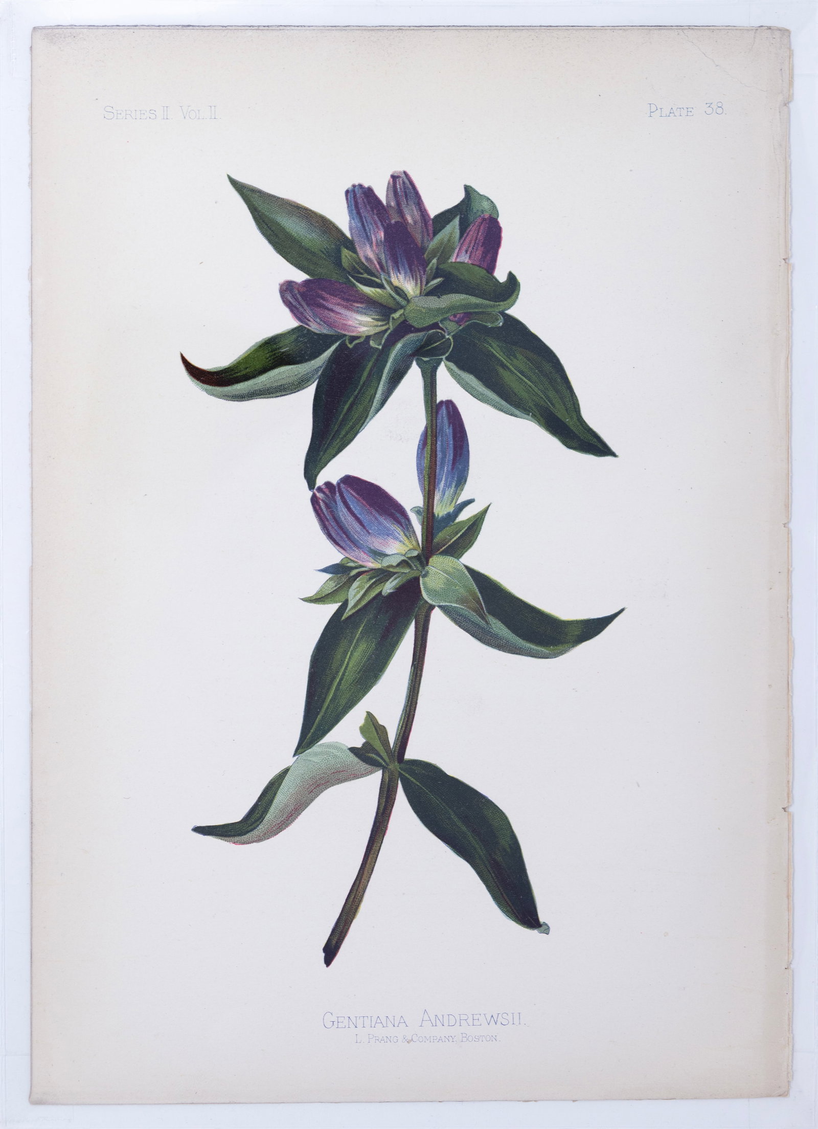 Thomas Meehan Chromolithograph - Gentiana Andrewsii (Closed bottle gentian): MEEHAN, Thomas (19th Century). Gentiana Andrewsii (Closed bottle gentian), Plate 38. Chromolithograph. From the Native Flowers and Ferns of the United States...Volume II, Series II. Philadelphia: Chas