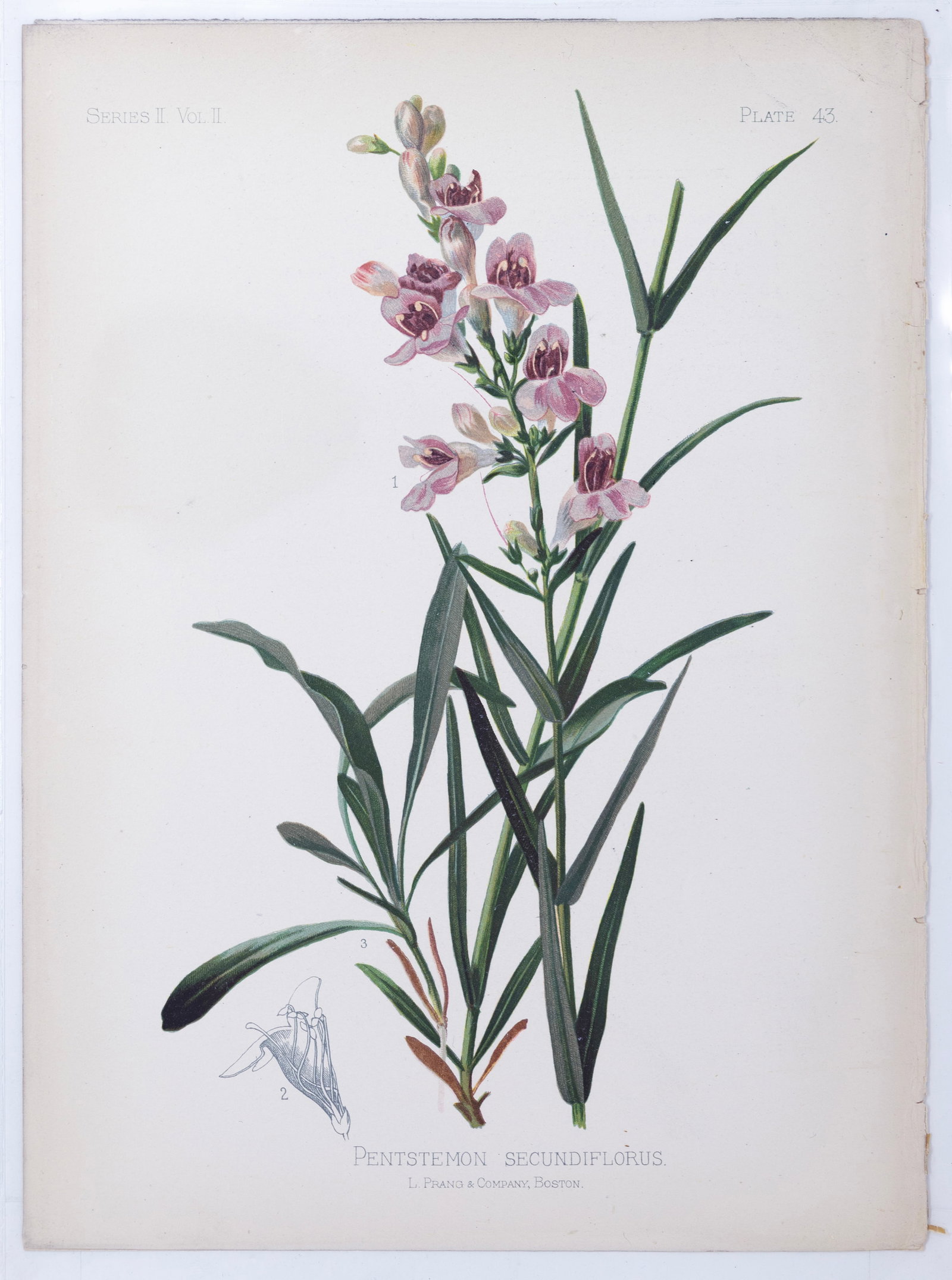 Thomas Meehan Chromolithograph - Penstemon Secundiflorus (Sidebells penstemon): MEEHAN, Thomas (19th Century). Penstemon Secundiflorus (Sidebells penstemon), Plate 43. Chromolithograph. From the Native Flowers and Ferns of the United States...Volume II, Series II. Philadelphia: C
