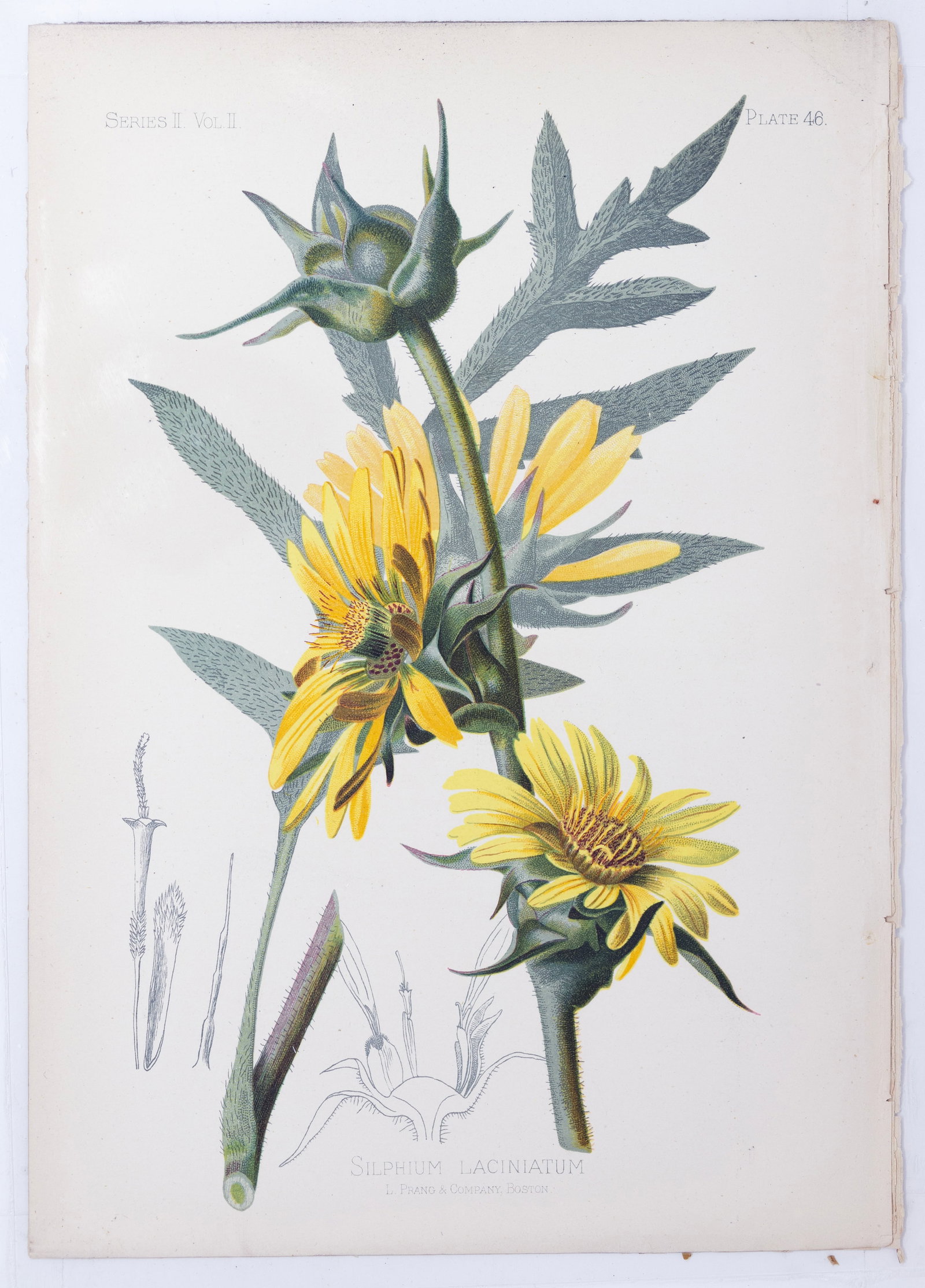 Thomas Meehan Chromolithograph - Silphium Laciniatum (Compass plant): MEEHAN, Thomas (19th Century). Silphium Laciniatum (Compass plant), Plate 46. Chromolithograph. From the Native Flowers and Ferns of the United States...Volume II, Series II. Philadelphia: Chas. Robso