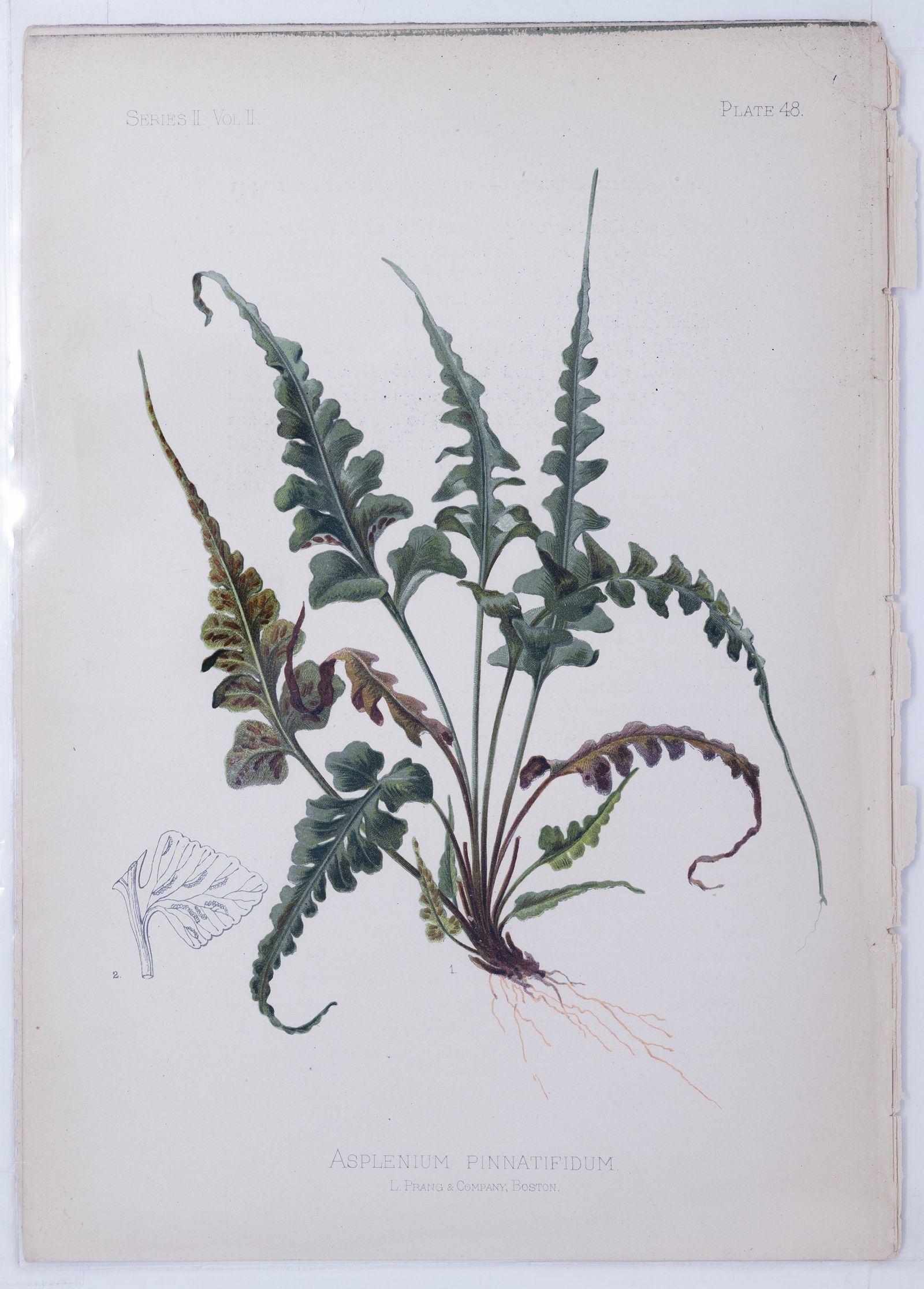 Thomas Meehan Chromolithograph - Asplenium Pinnatifidum (Lobed spleenwort): MEEHAN, Thomas (19th Century). Asplenium Pinnatifidum (Lobed spleenwort), Plate 48. Chromolithograph. From the Native Flowers and Ferns of the United States...Volume II, Series II. Philadelphia: Chas.