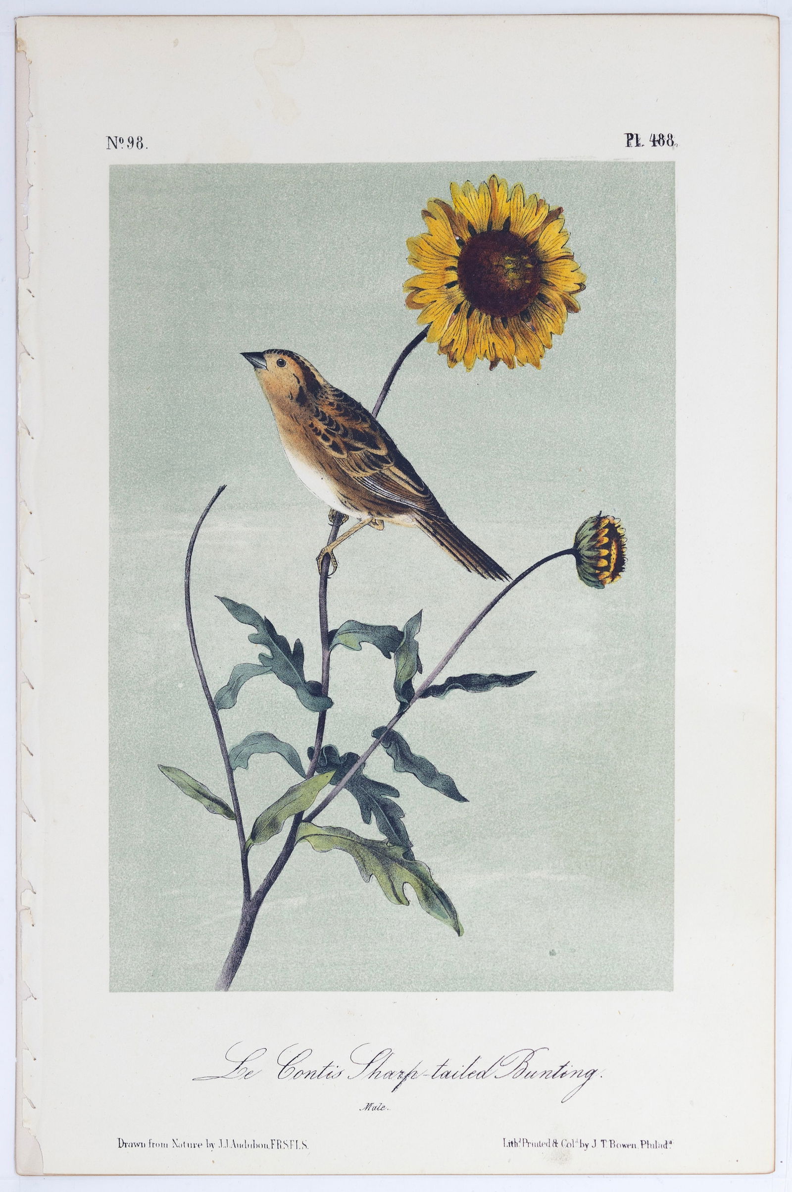 Audubon 2nd Edition Octovo Lithograph - Le Conte's Sharp-tailed Bunting (1 of 1)