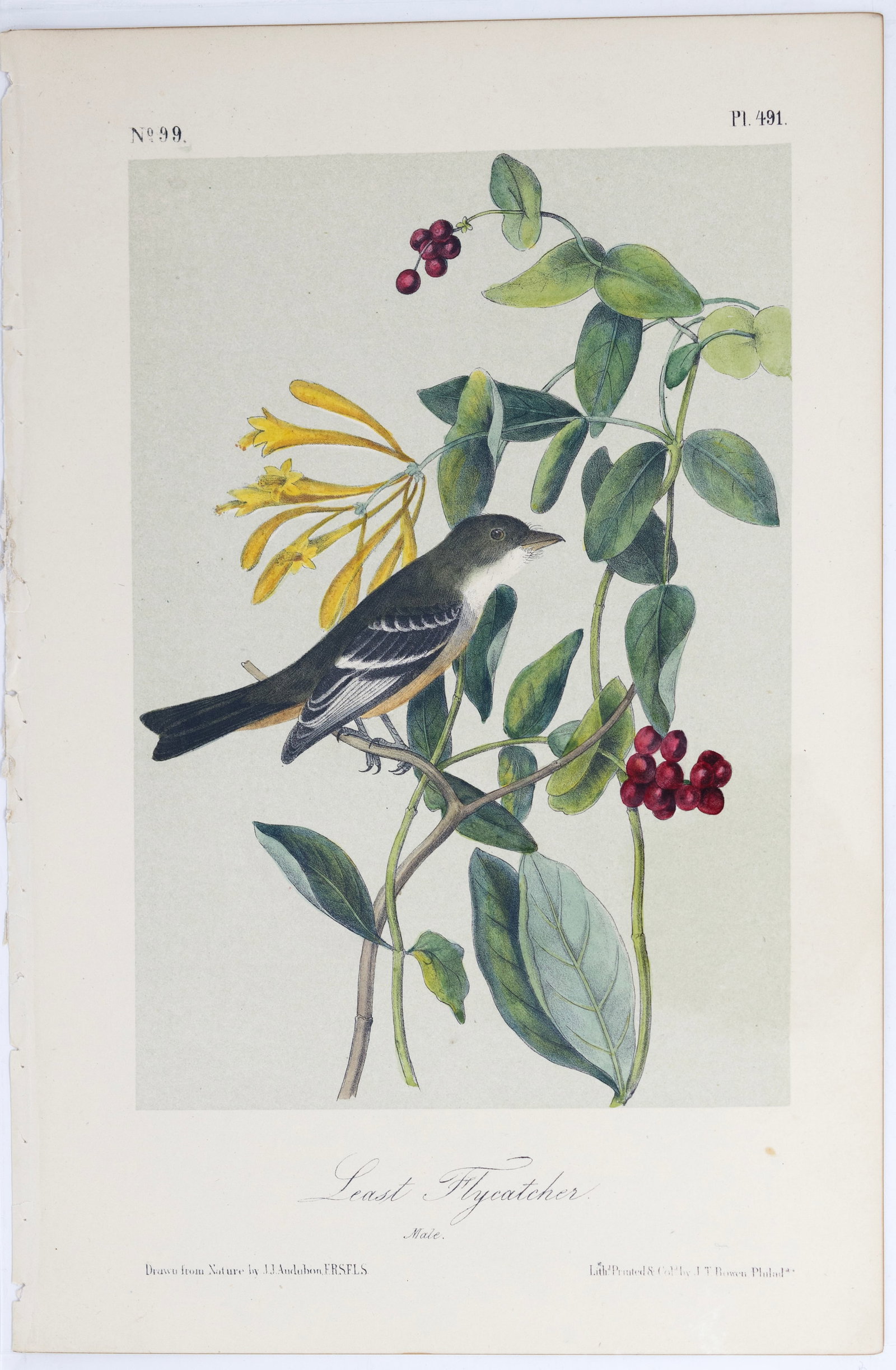 Audubon 2nd Edition Octovo Lithograph - Least Flycatcher: AUDUBON, John James (1785-1851). Least Flycatcher, Plate 491. Lithograph with original hand color. From The Birds of America, from drawings made in the United States and their Territories. New York: G