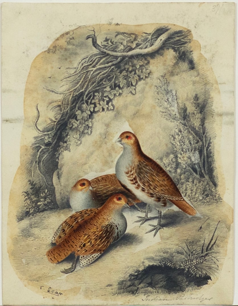 Edward Lear Watercolor of an Indian Partridge: LEAR, Edward (1812-1888). Indian Partridge. Watercolor on paper. Signed lower left "E. Lear" & titled lower right in pencil. 7 5/8" x 5 3/4" sheet. Edward Lear (1818-1888) is fondly remembered for his