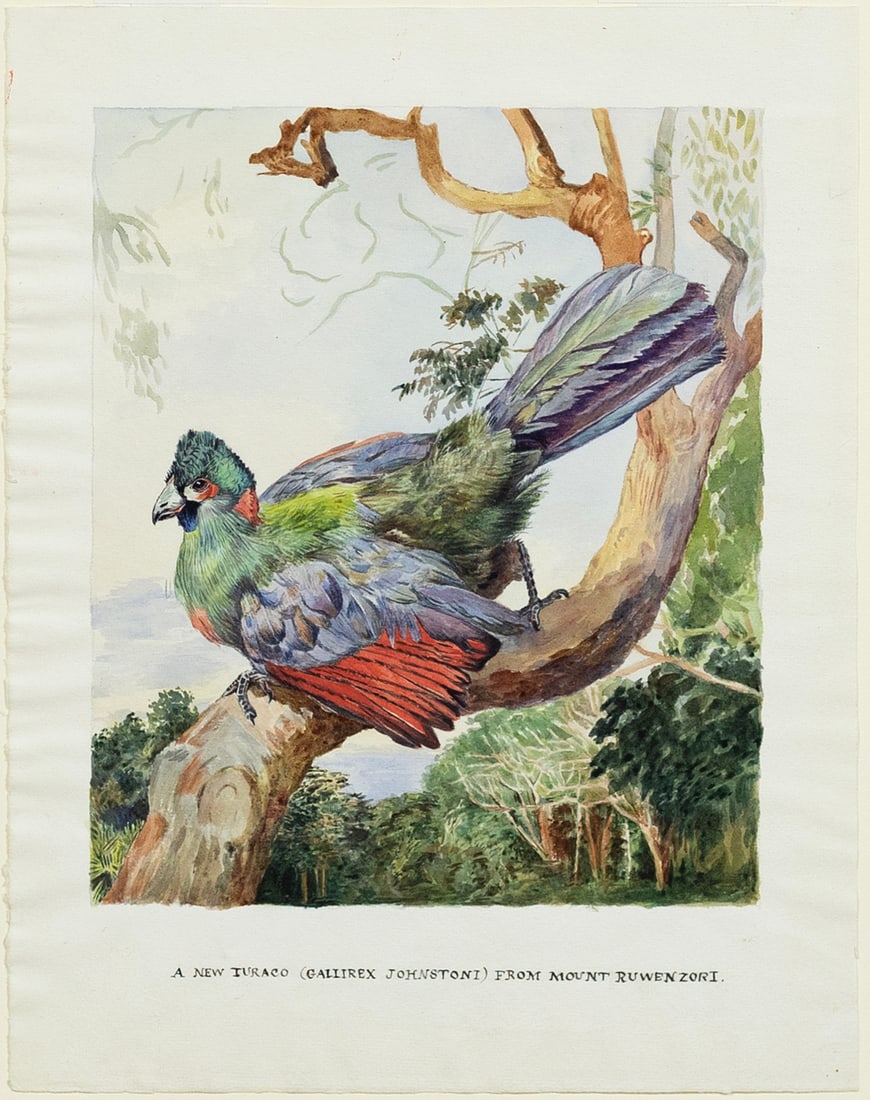 David Johnson Watercolor, A New Turaco: JOHNSON, David (1946-2016). A New Turaco (Gallirex Johnstoni) from Mount Ruwenzori. Watercolor on paper. 15 1/4" x 11 1/2" sheet.