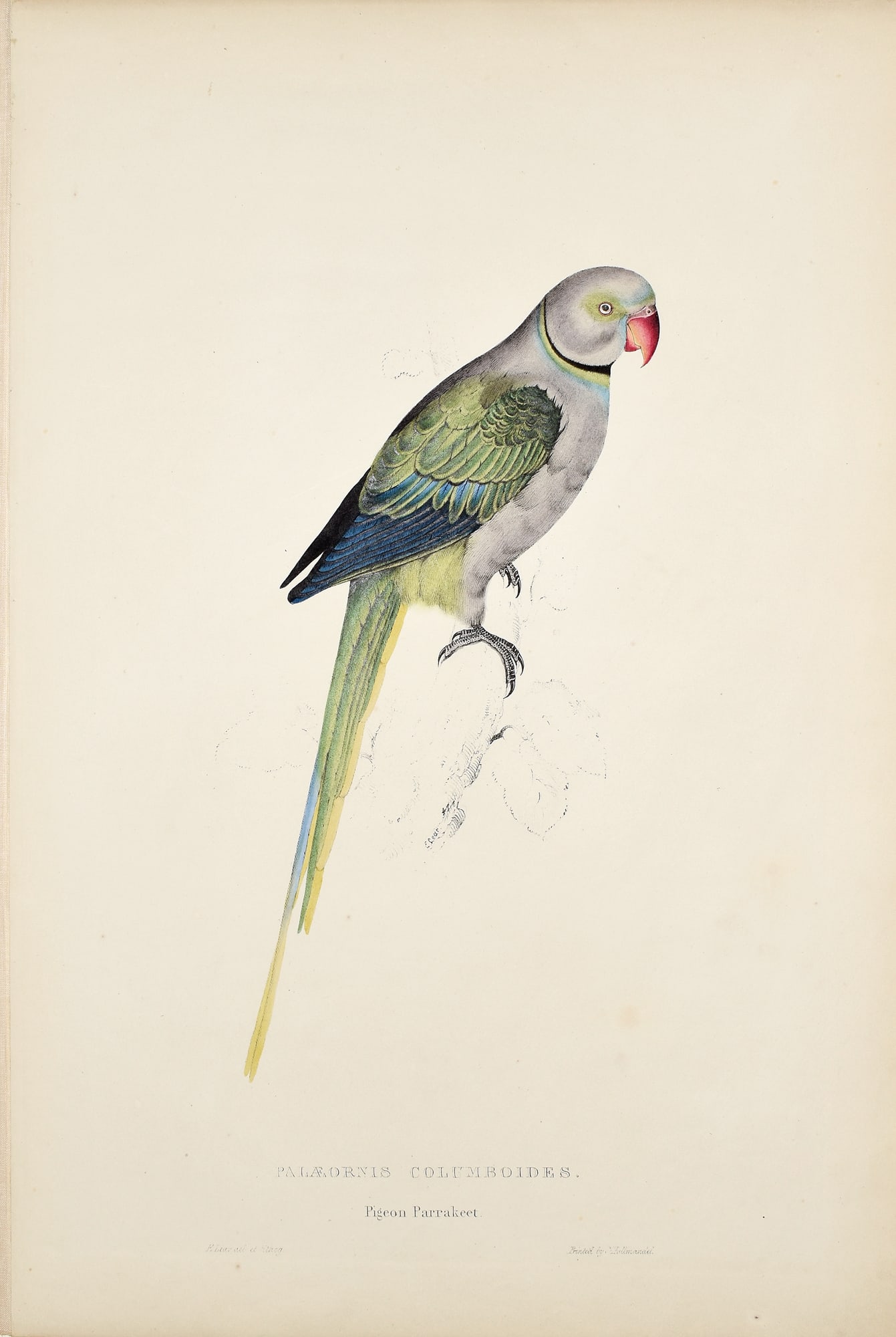 Edward Lear Lithographs of Parakeets: LEAR, Edward (1812-1888). 1. Pigeon Parrakeet. 2. Uniform Parrakeet. Pair of Lithographs with original hand color. From Illustrations of the Family of Psittacidae, or Parrots. London: Edward Lear, 183