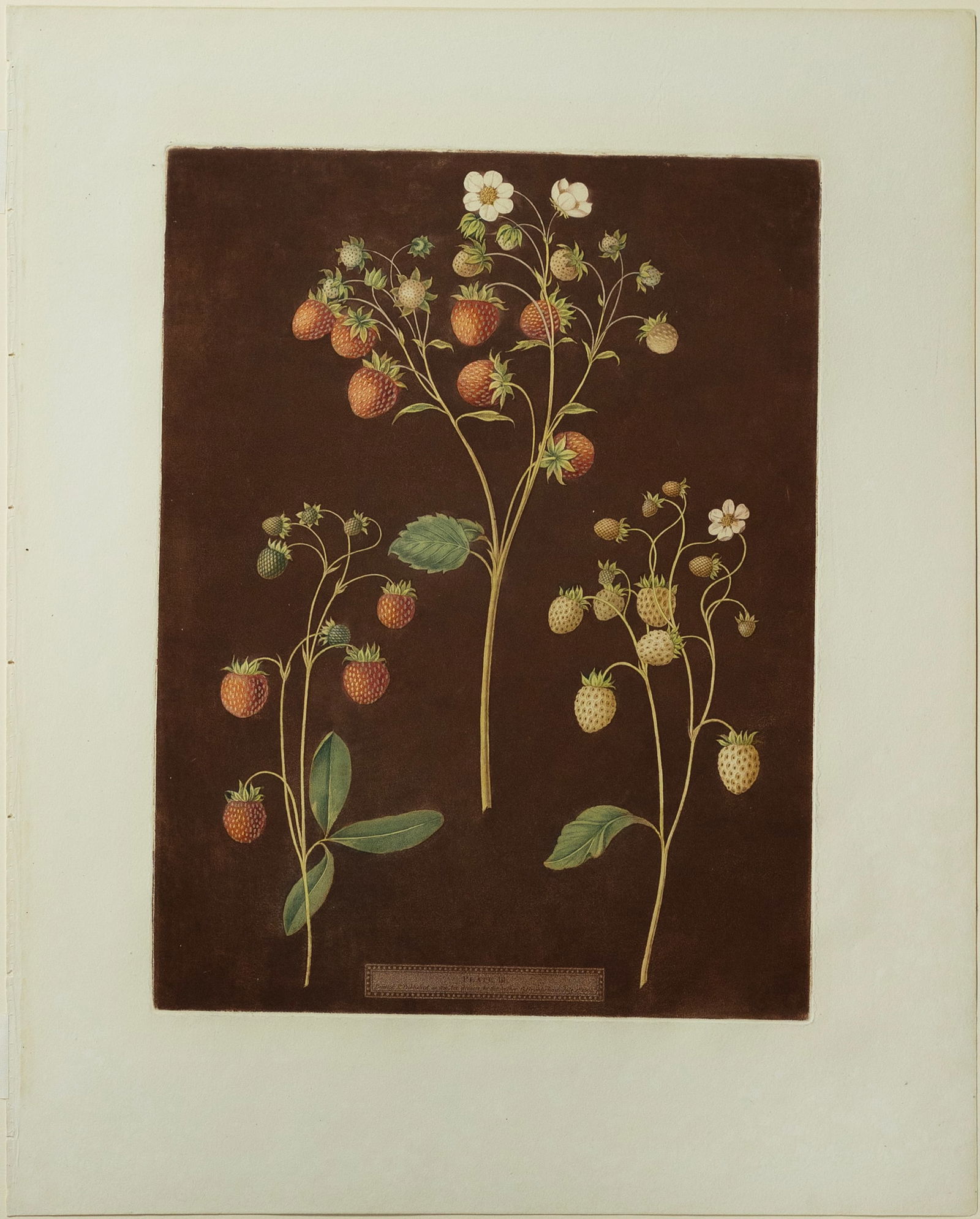 George Brookshaw Aquatint, Plate 3, Wood Strawberry: BROOKSHAW, George (c. 1751-1823). Plate III [Wood Strawberry]. Aquatint engraving printed in color and finished by hand. London: T. Bensley, 1804-1812. 22 3/4" x 18 1/4" sheet. Originally published in