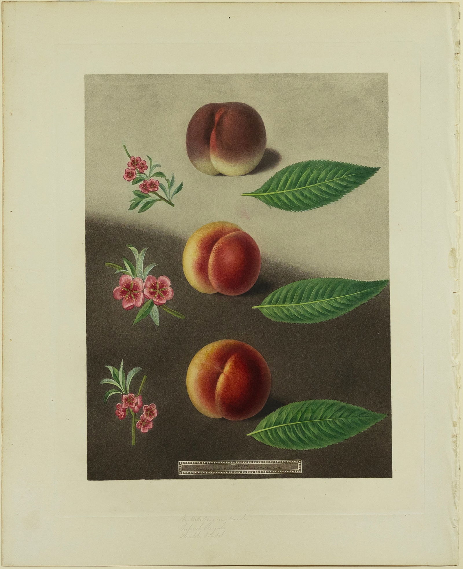 George Brookshaw Aquatint, Plate 32, Millet’s minion, Super royal and the Double swalsh peaches: BROOKSHAW, George (c. 1751-1823). Plate 32, Millet’s minion, Super royal and the Double swalsh peaches. Aquatint engraving printed in color and finished by hand. London: T. Bensley, 1804-1812. 22 1/