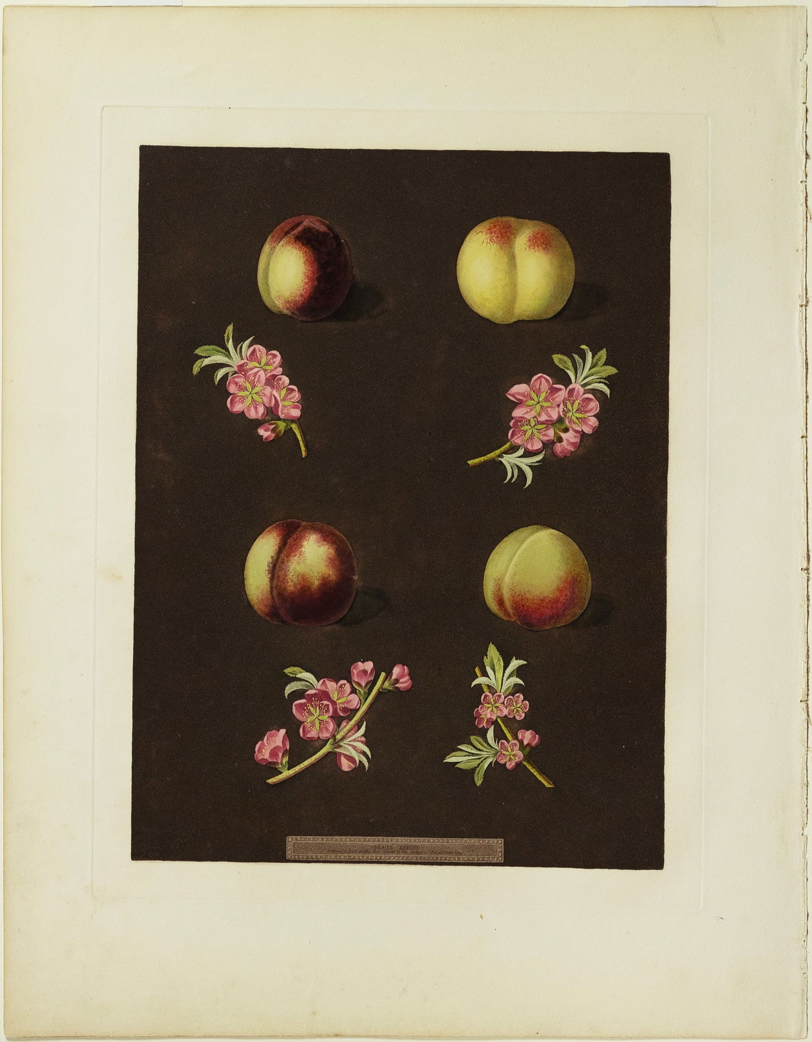George Brookshaw Aquatint, Plate 38, Homerton's White, Ford's Black, Italian Nectarine: BROOKSHAW, George (c. 1751-1823). Plate 38, Homerton's White, Ford's Black, Italian Nectarine. Aquatint engraving printed in color and finished by hand. London: T. Bensley, 1804-1812. 23" x 18 3/8" sh