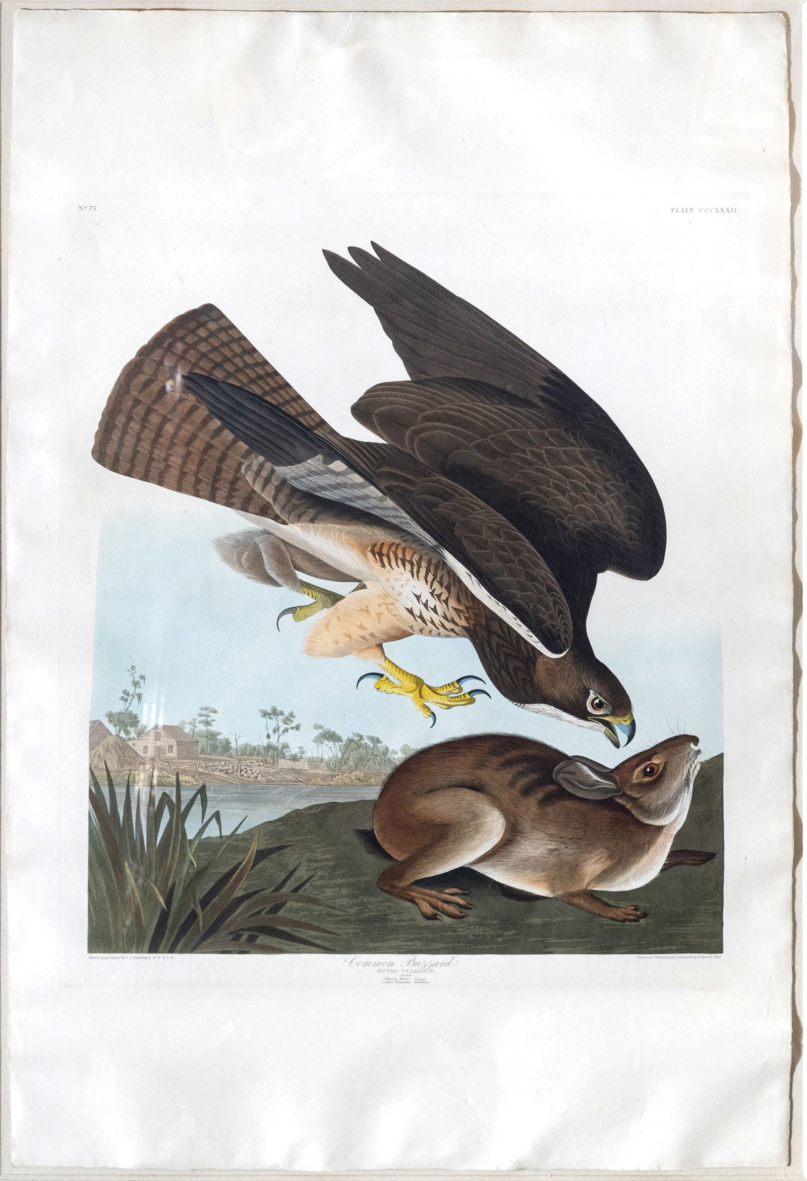 Audubon Aquatint, Common Buzzard Swainson's Hawk, Plate 372 - The Magnificent Sachsen-Meiningen Set (1 of 2)