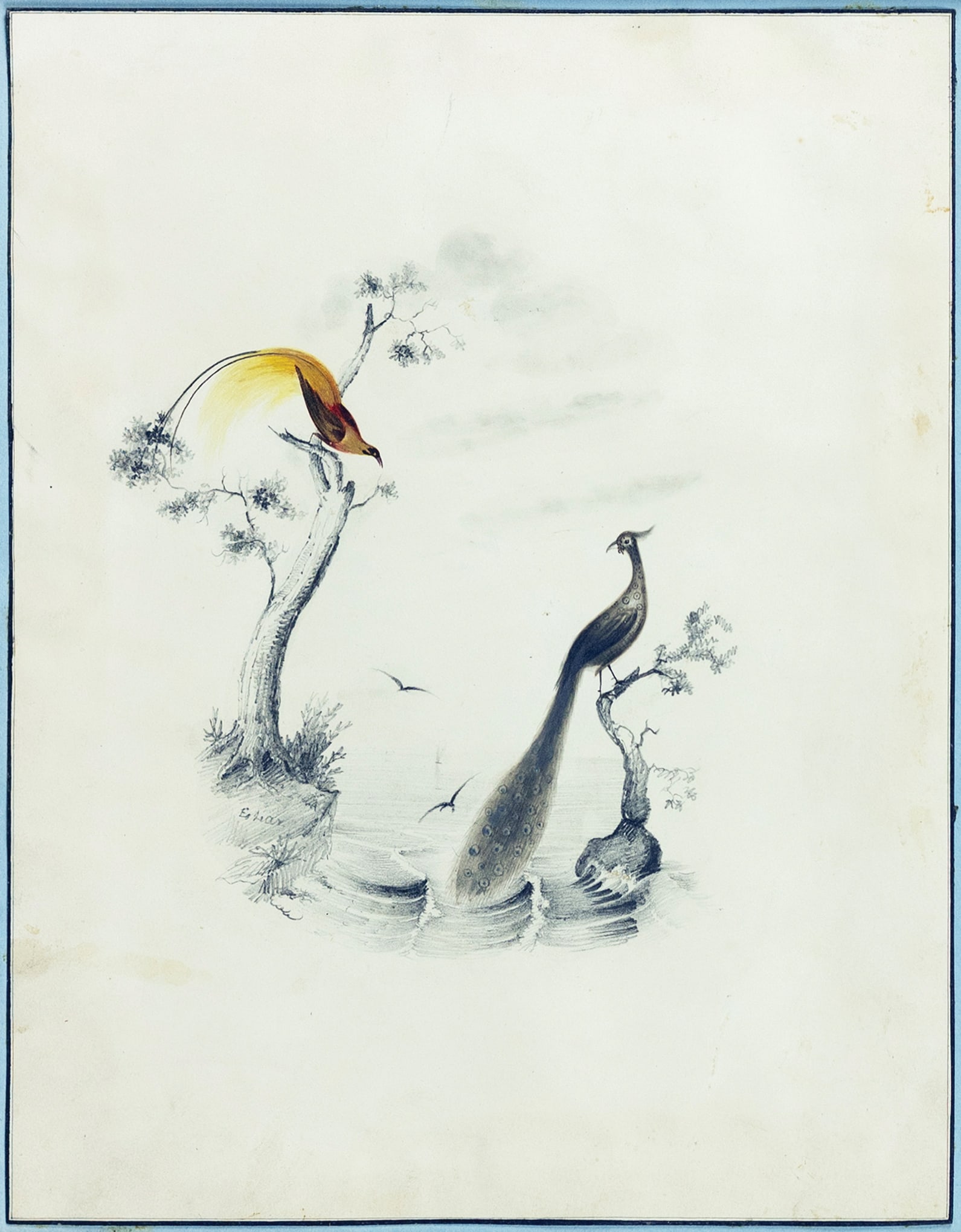 Edward Lear Original Watercolor of Two Peacocks: LEAR, Edward (British, 1812-1888). Two Peacocks. Watercolor on paper. ca. 1830. 6 3/4" x 9" sheet, 17 3/4" x 15 3/4" framed. Lear was already drawing “for bread and cheese” by the time he was
