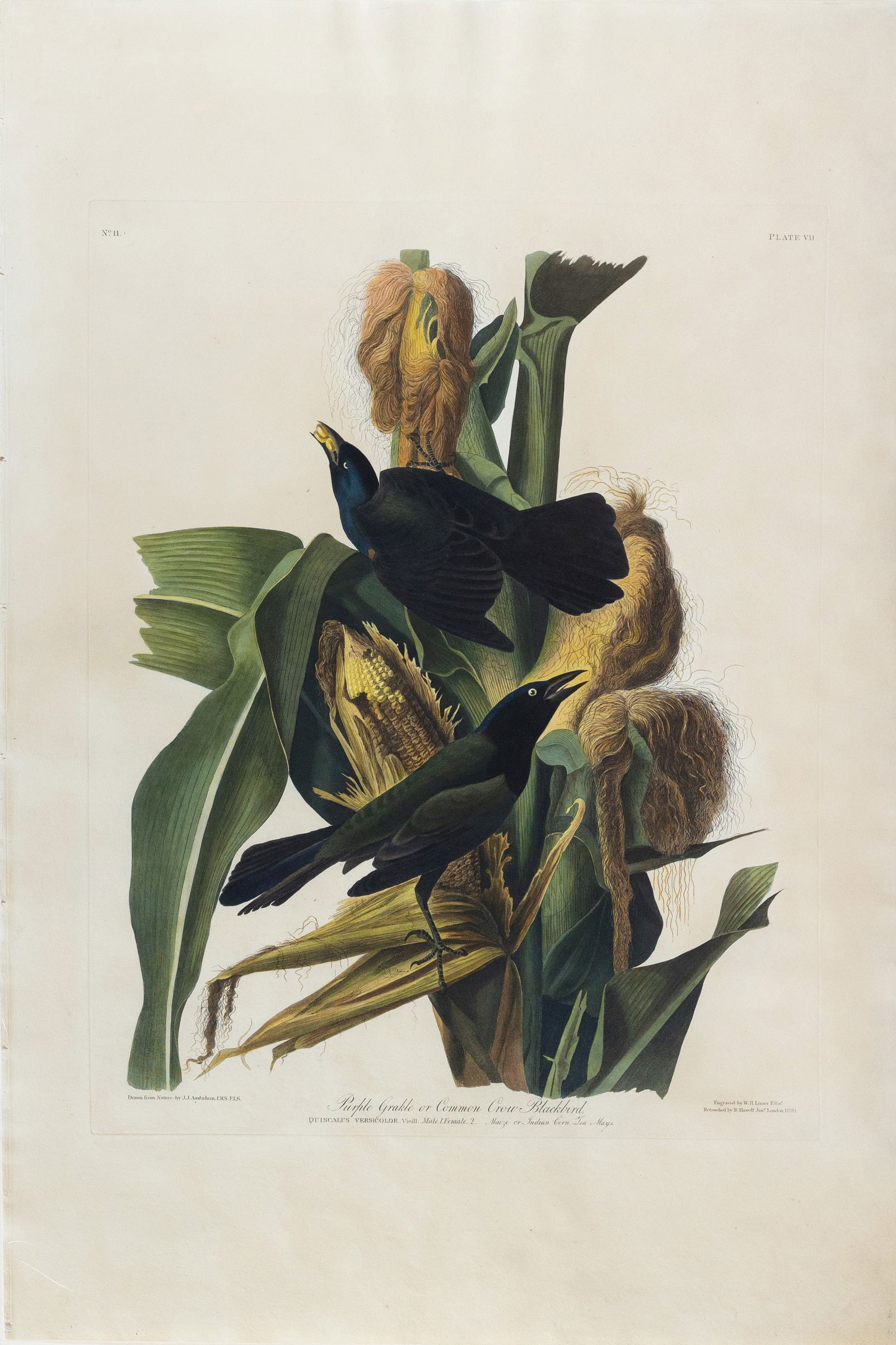 Audubon Aquatint, Purple Grackle or Common Crow Blackbird, Plate 7.: AUDUBON, John James (1785 - 1851). Purple Grackle or Common Crow Blackbird, Plate 7. Aquatint engraving with original hand color. London: Robert Havell, 1827-1838. 25 3/8” x 37 1/2" sheet. Compa
