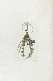 Audubon Aquatint, Black and White Creeper, Plate 90