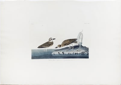 Audubon Aquatint, Wilson's Plover, Plate 209