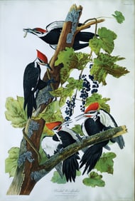 Audubon Aquatint, Pileated Woodpecker, Plate 111 -  A Compositional Masterpiece