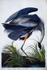 Audubon Aquatint, Great Blue Heron, Plate 211 - Audubon's Most Iconic Image