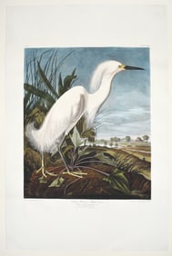 Audubon Aquatint, Snowy Heron or White Egret, Plate 242 - A Work of Genius