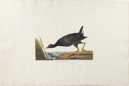 Audubon Aquatint, Common Gallinule, Plate 244
