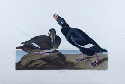 Audubon Aquatint, Velvet Duck, Plate 247